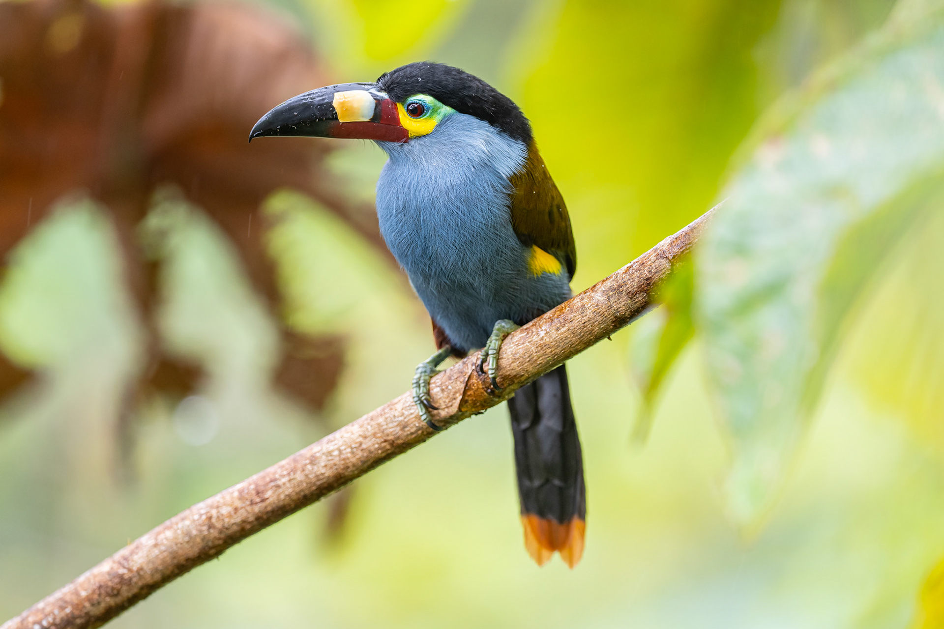 Plate-billed Mountain-Toucan