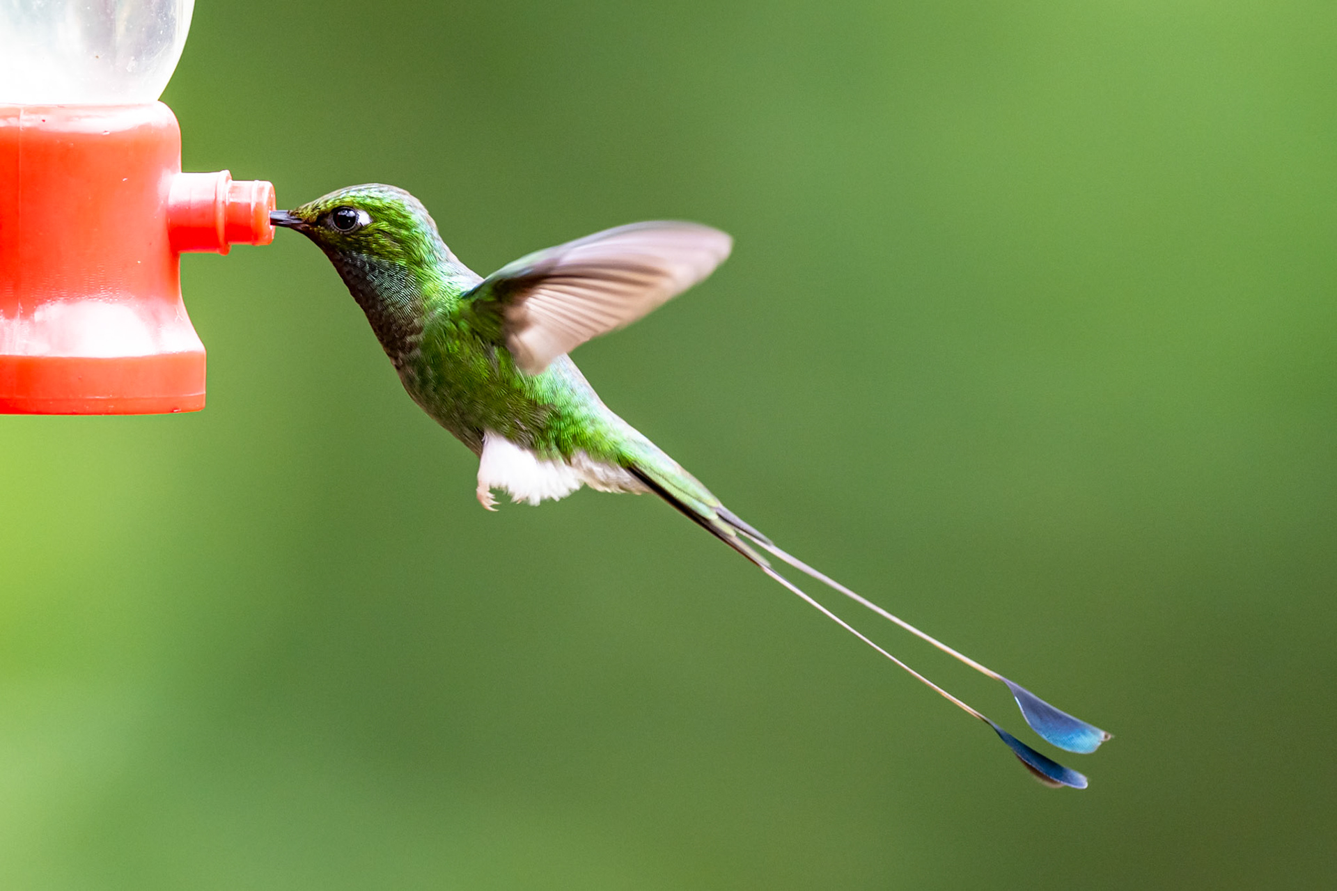 White-booted racquet-tail