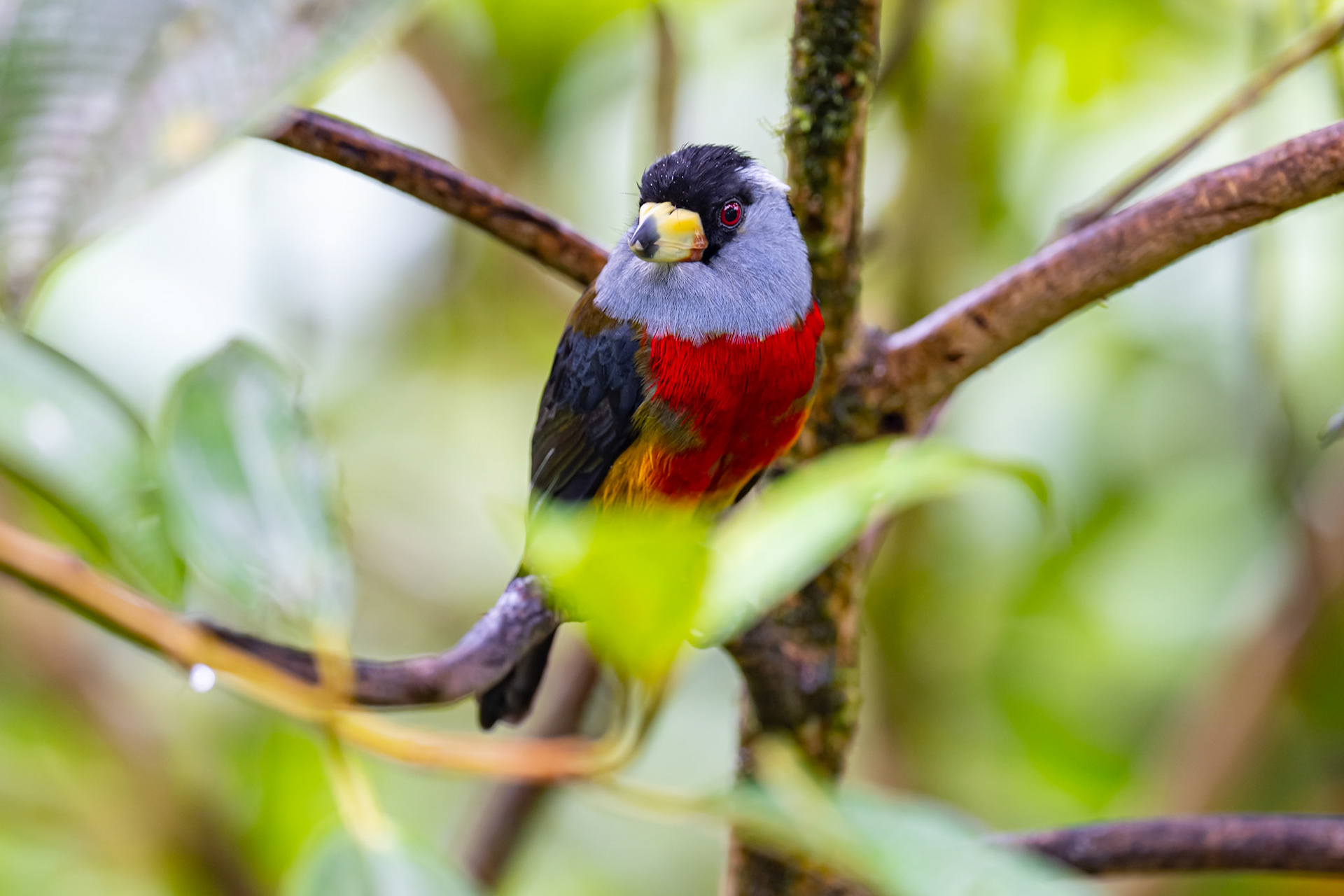 Toucan Barbet