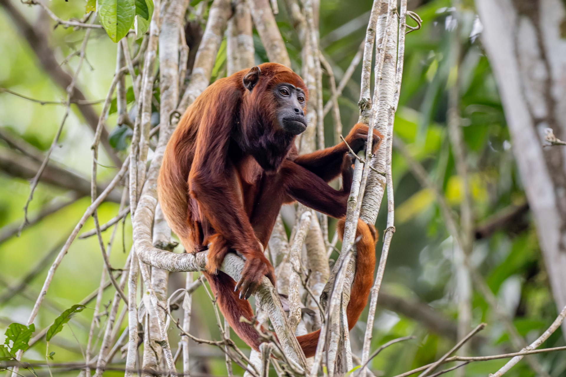 Red Howler Monkey