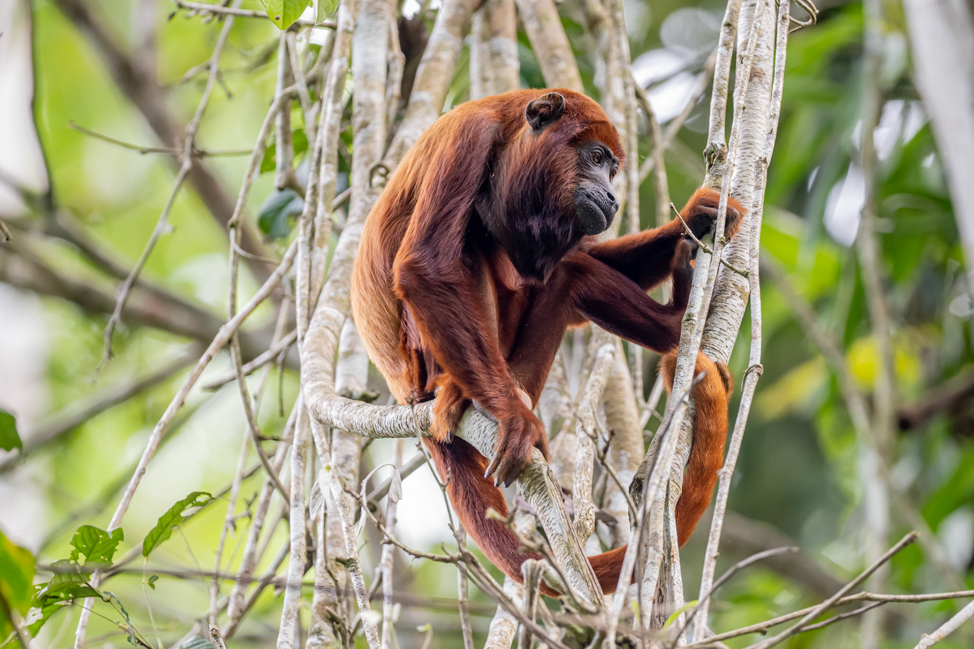 Red Howler Monkey