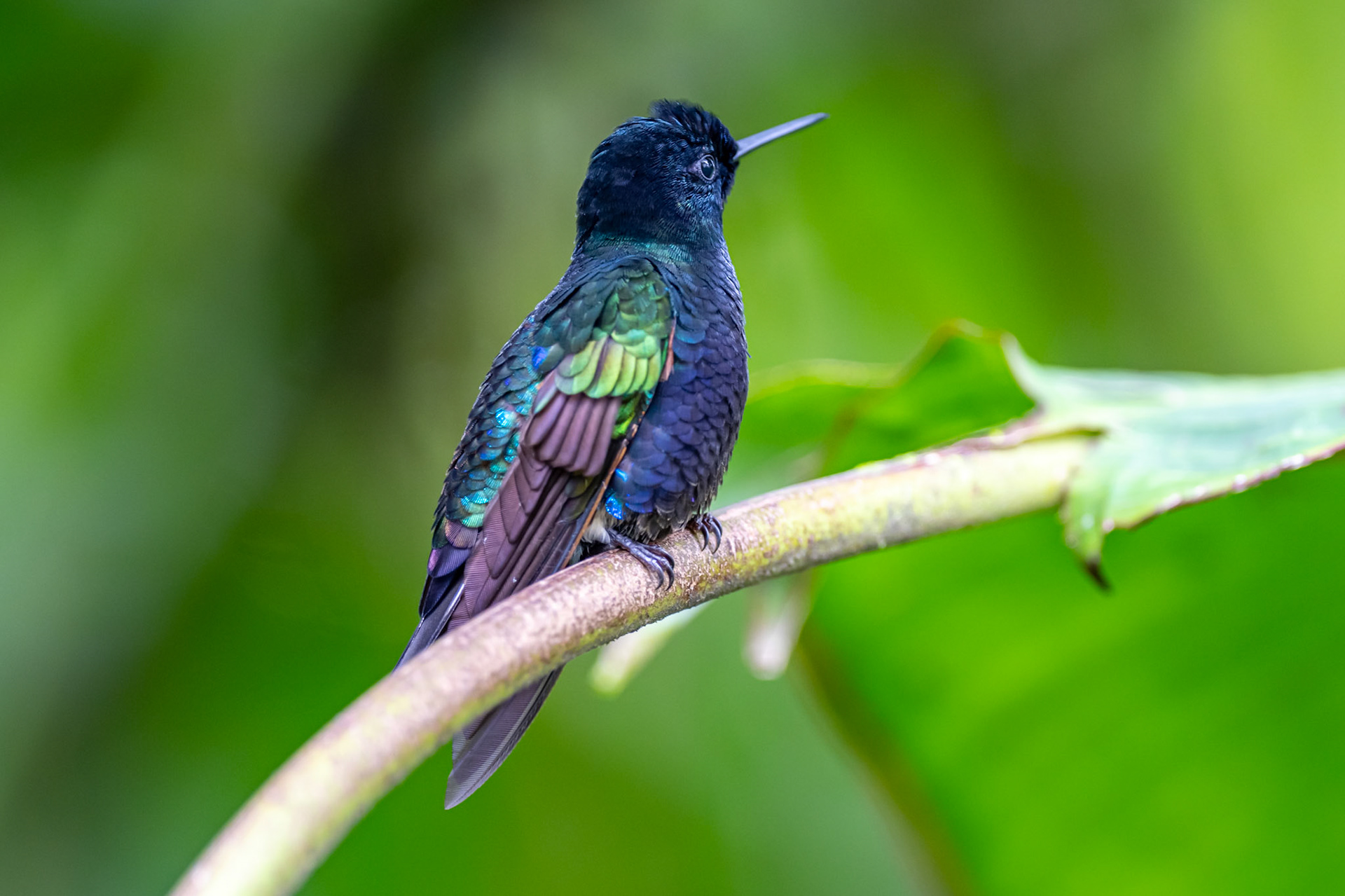 Velvet-Purple Coronet
