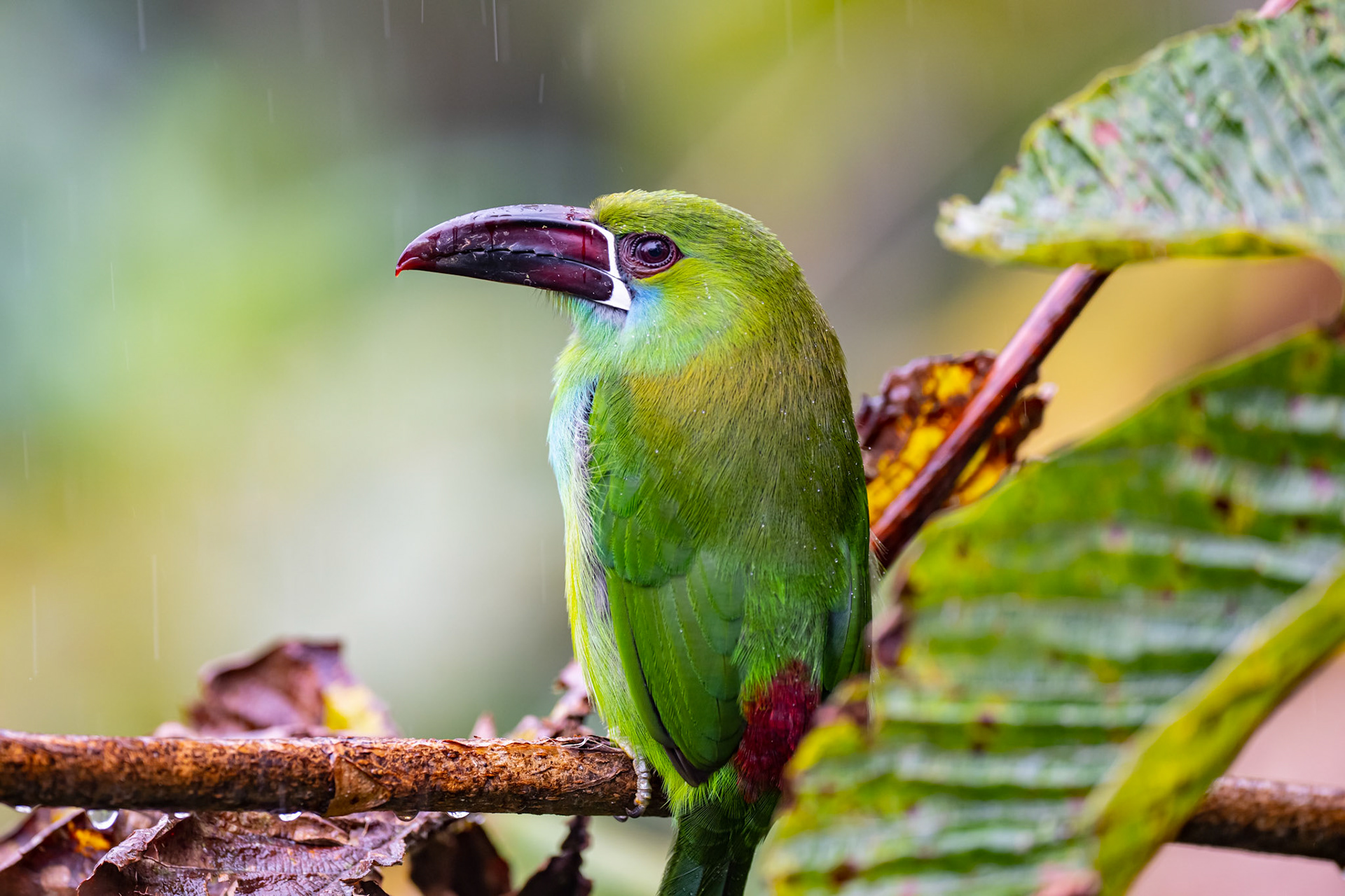 Crimson-rumped Toucan