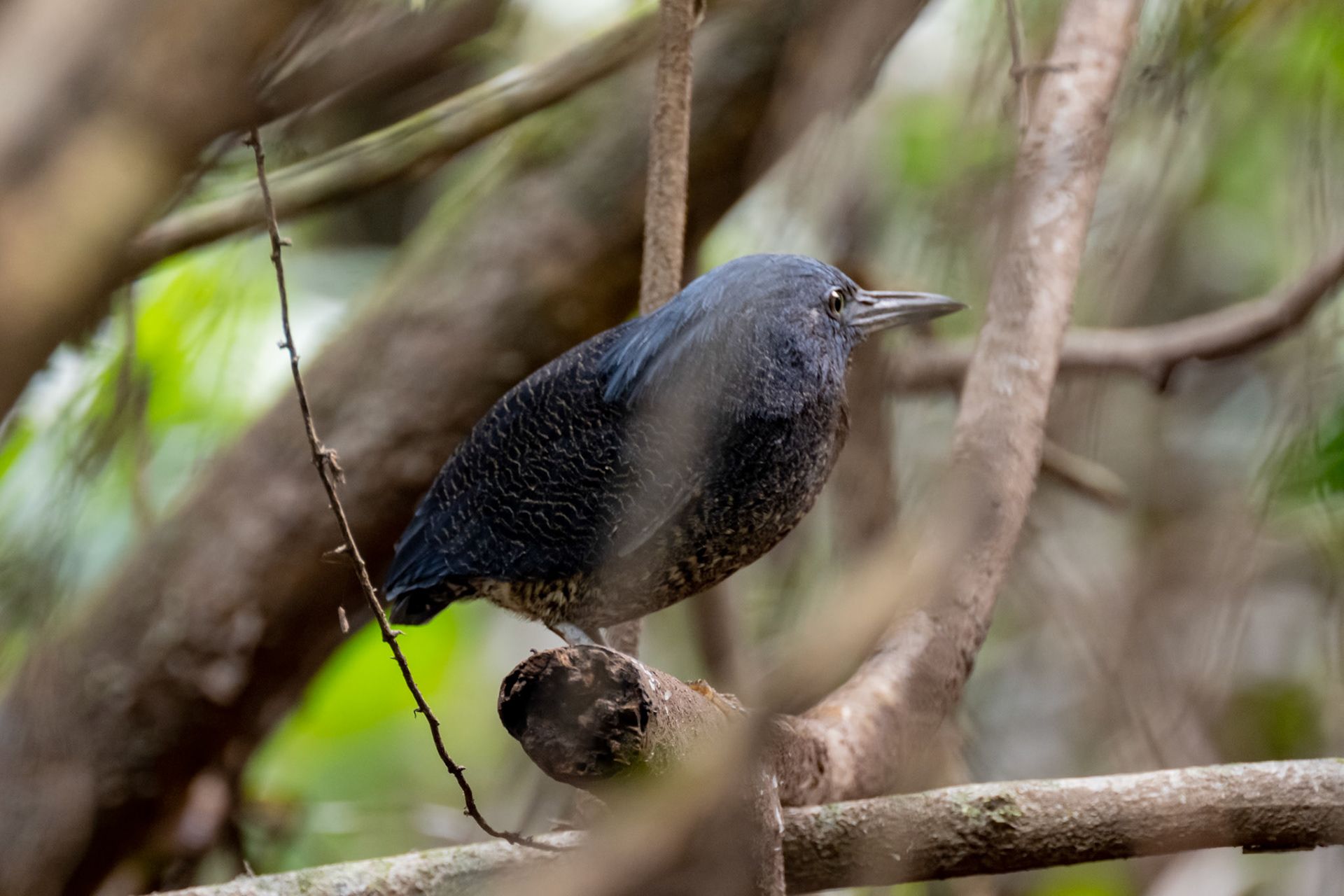 Zigzag Heron