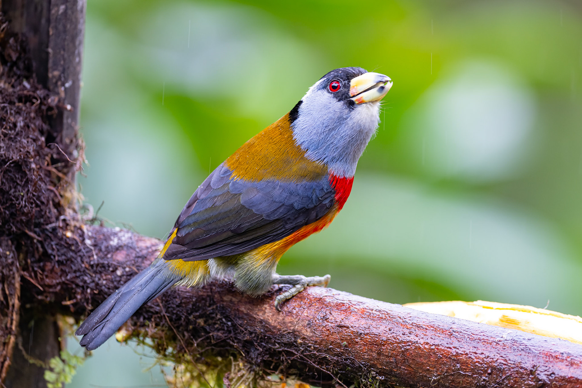 Toucan Barbet