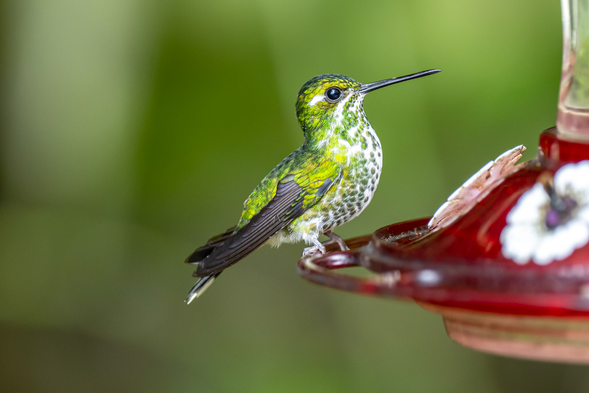 Purple-bibbed Whitetip