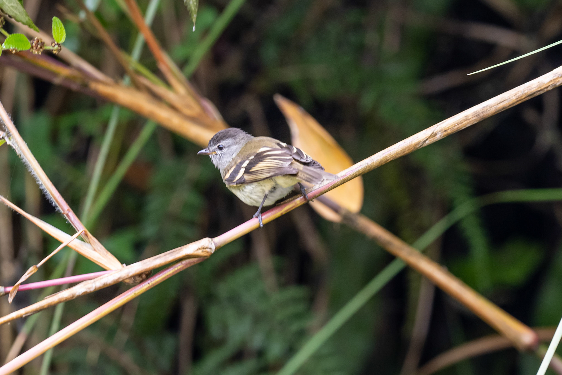 Yellow-bellied Elaenia