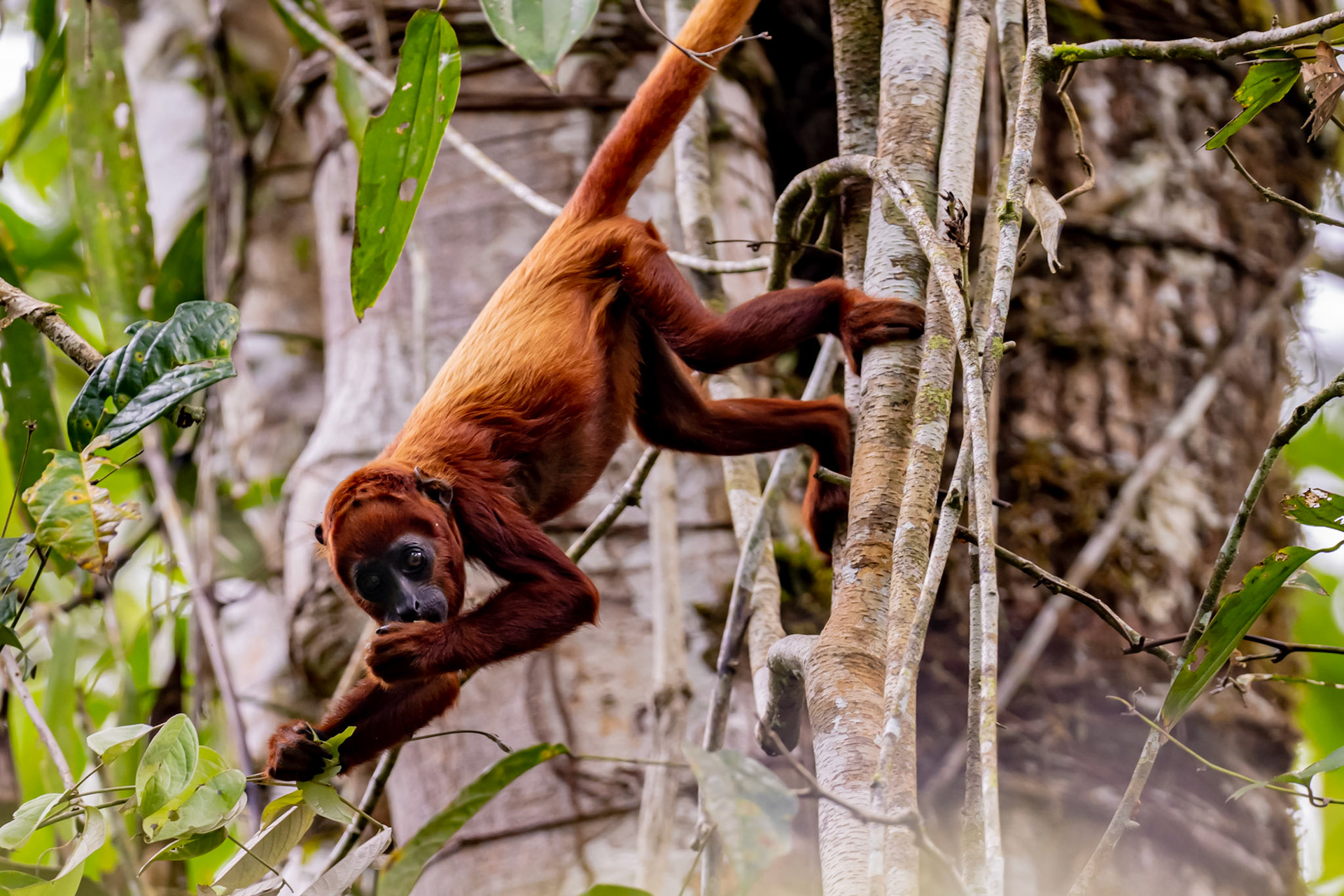 Red Howler Monkey