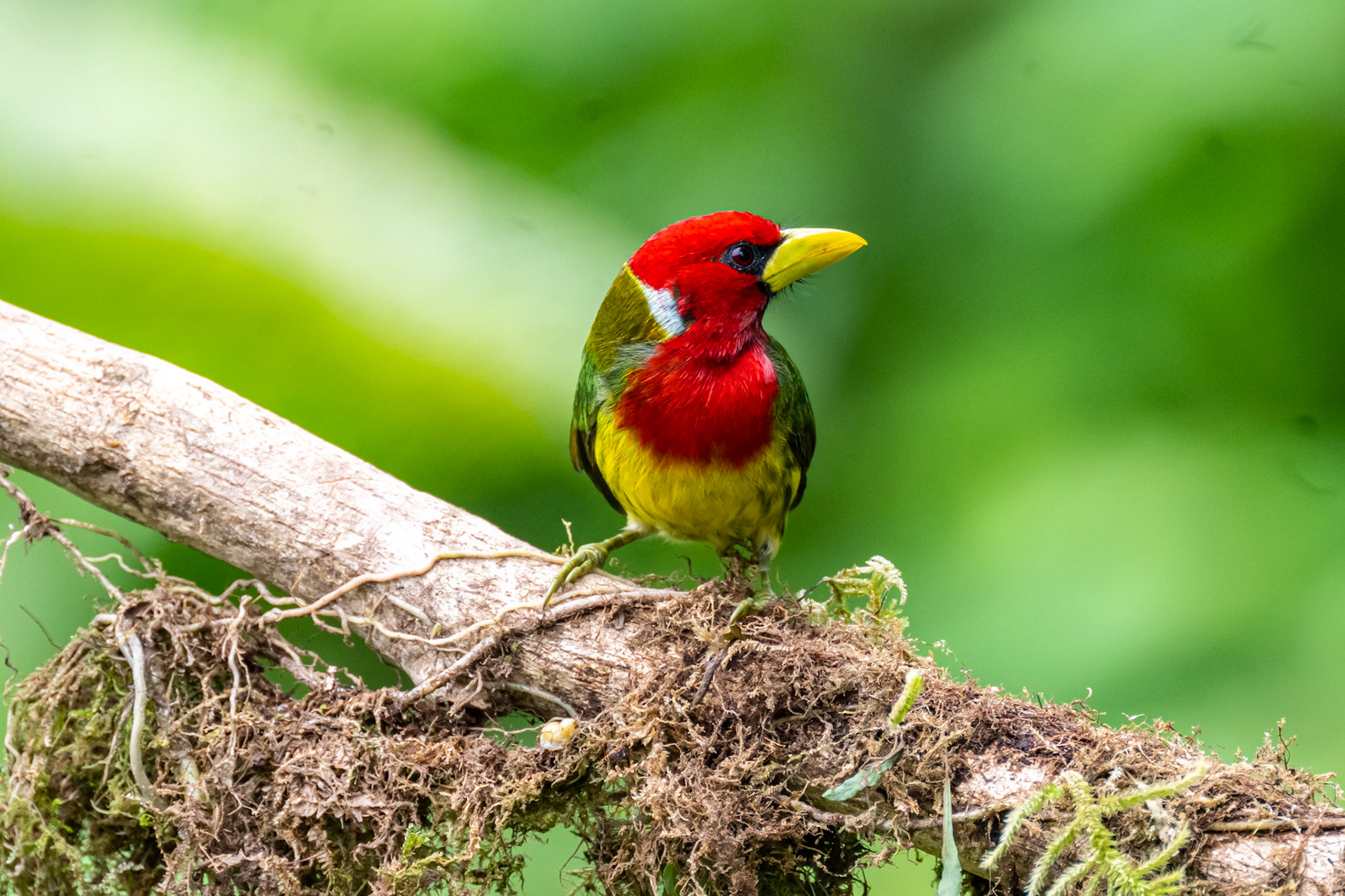 Red Headed Barbet