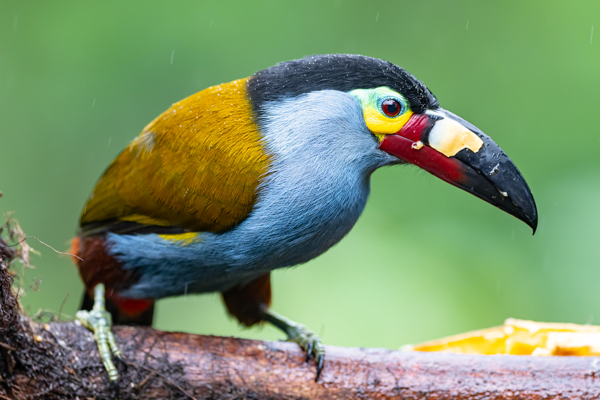 Plate Billed Mountain-Toucan