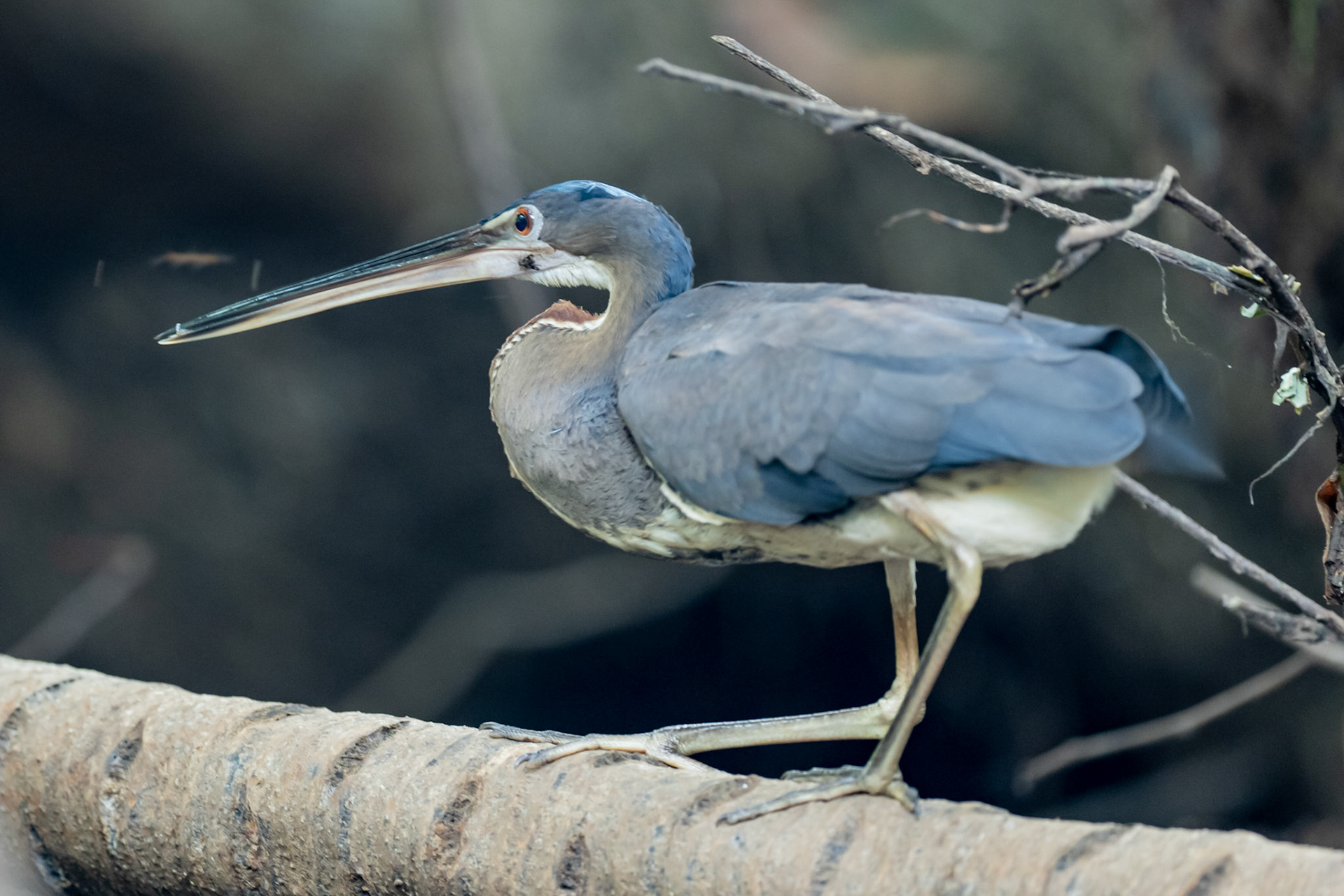 Agami Heron