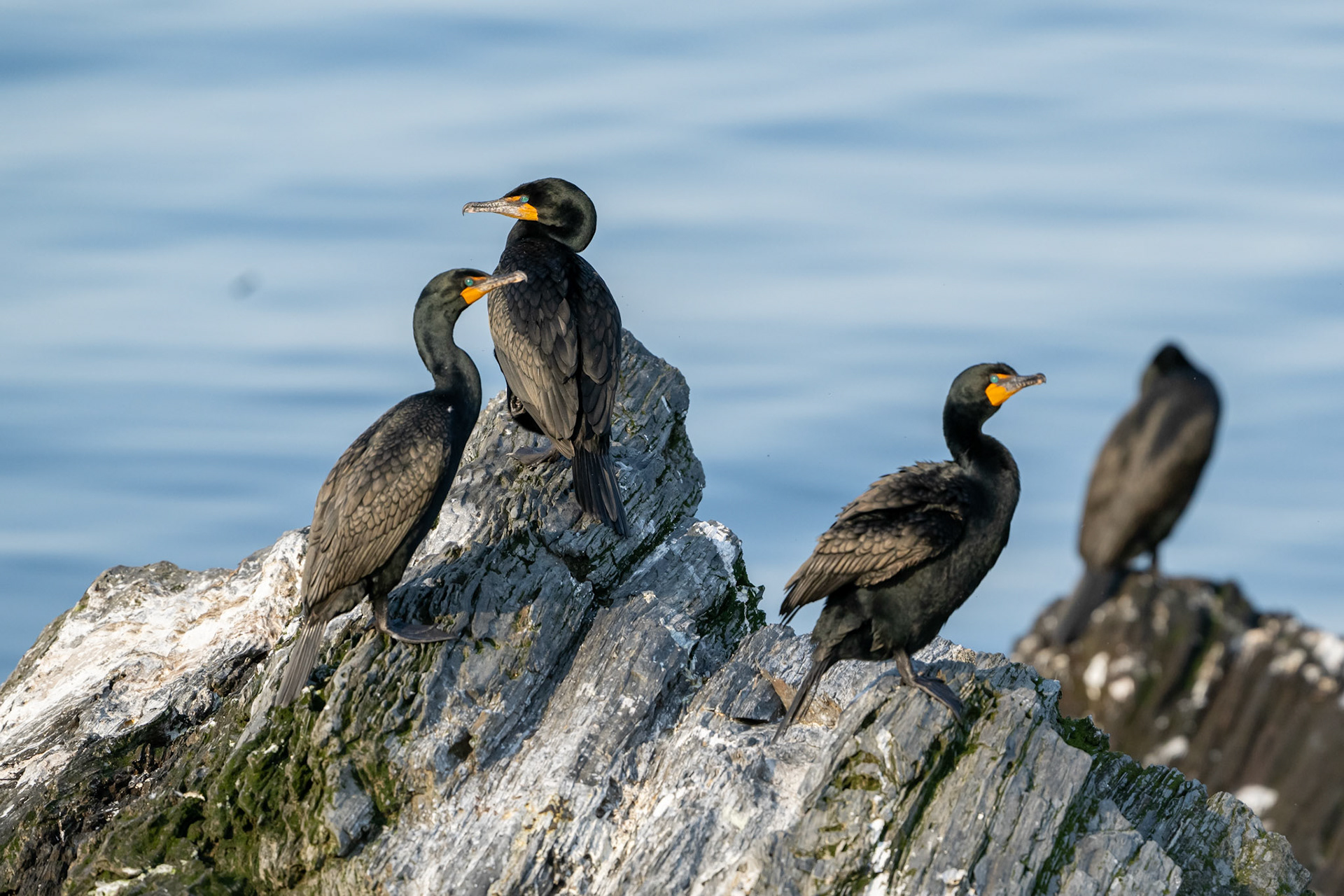 Double Breasted Cormorant