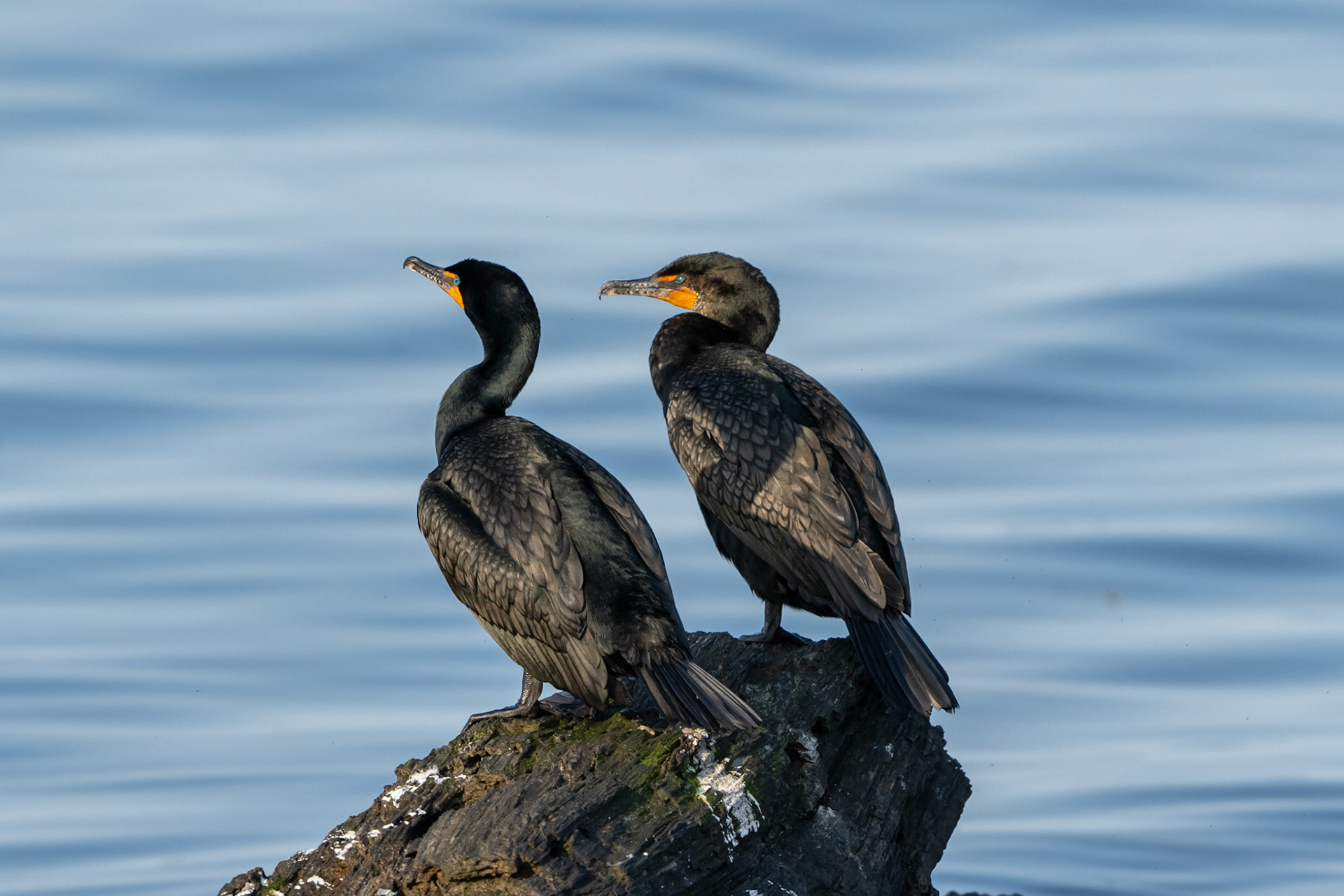 Double Breasted Cormorant