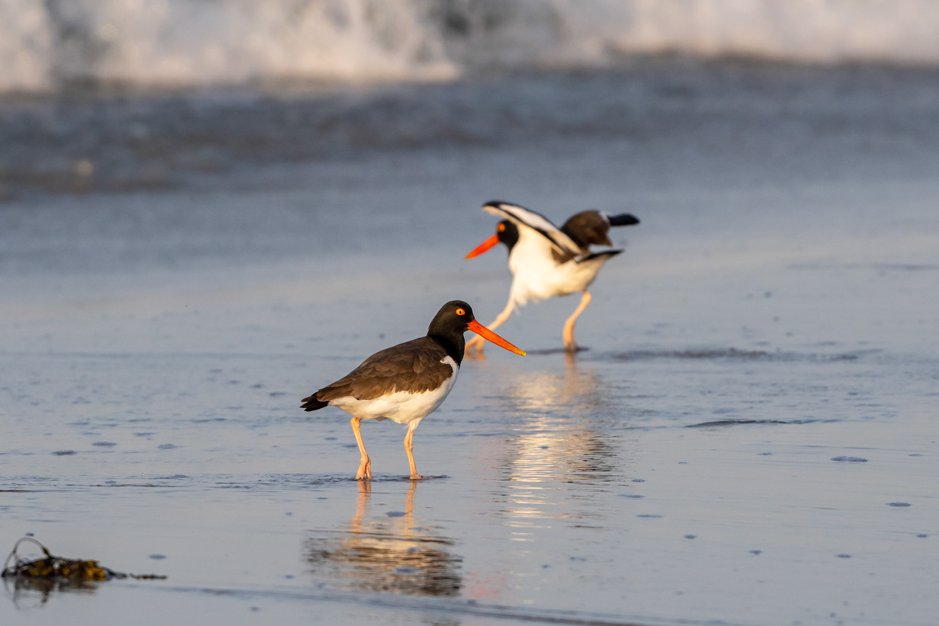 American Oyster Catcher