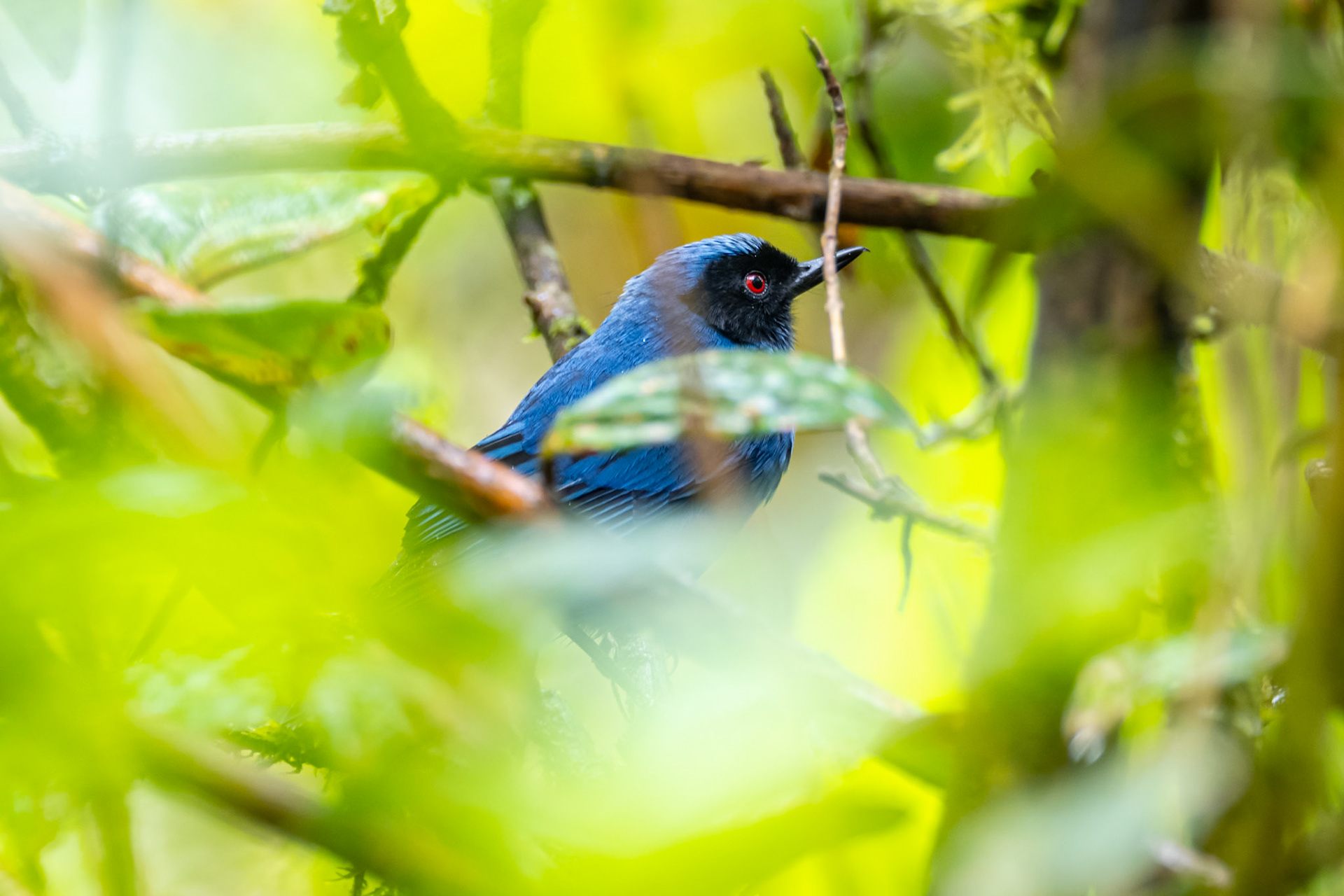 Bluish Flowerpiercer