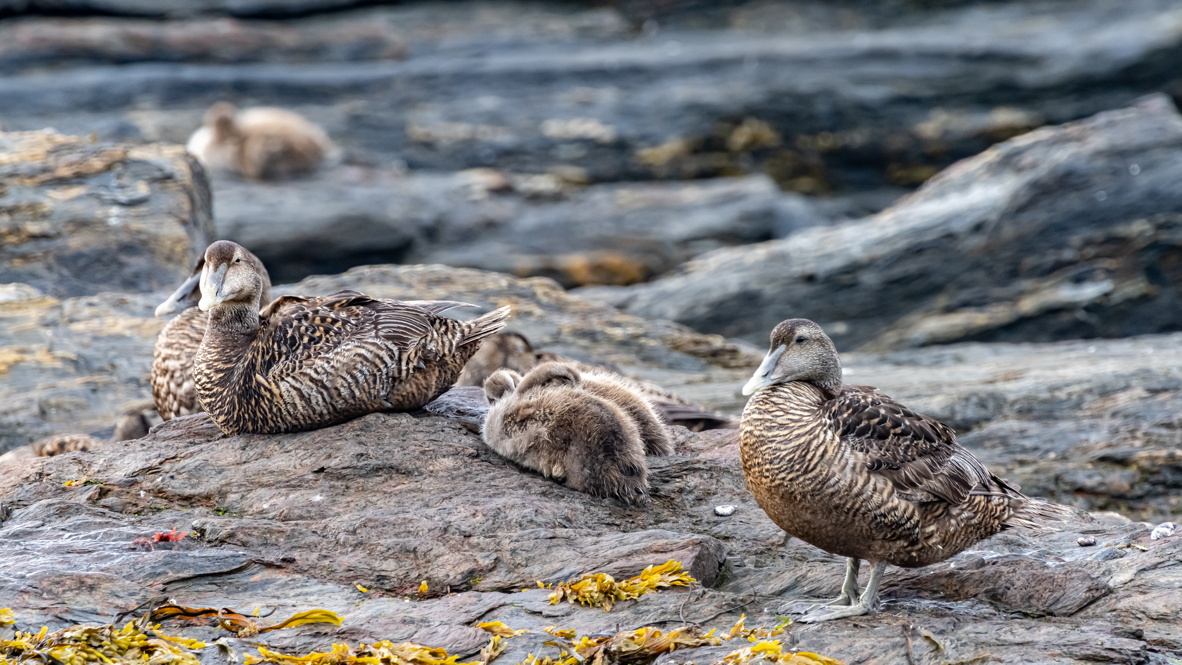 Eider ducklings morning nap
