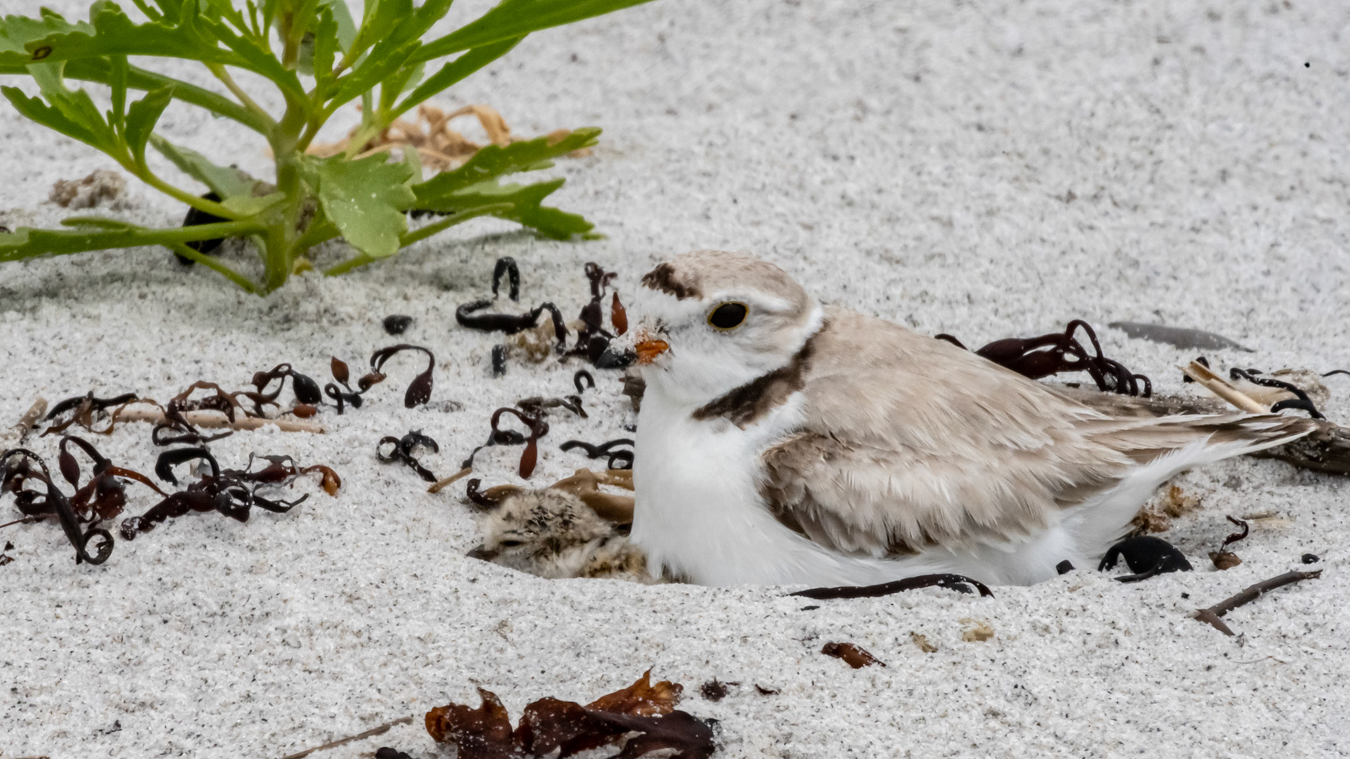 Last hatchling of eastern nest