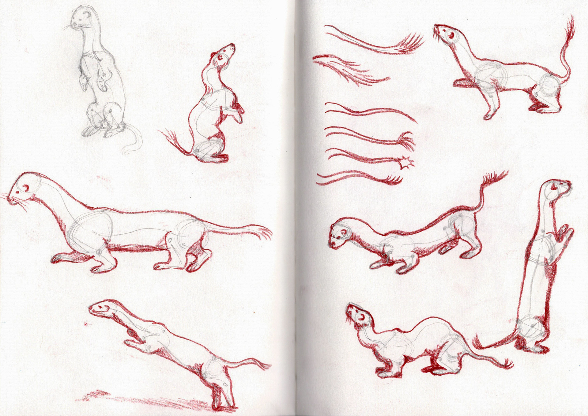 Anatomy practice of a ferret