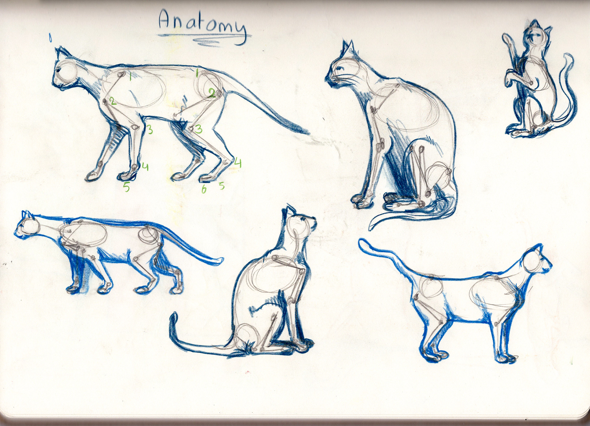 Anatomy practice of a cat