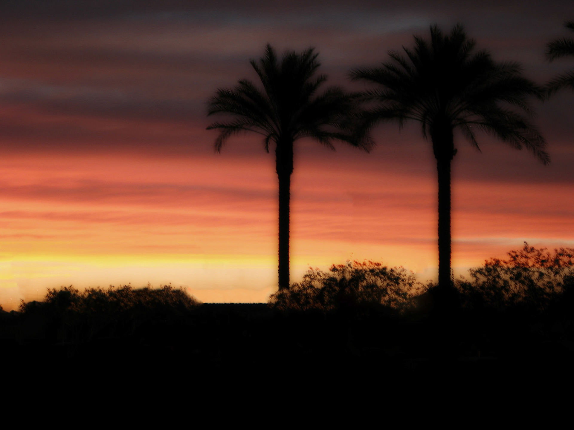 Arizona Phoenix Mountain Sunset with two Palm Trees 09-04-2004