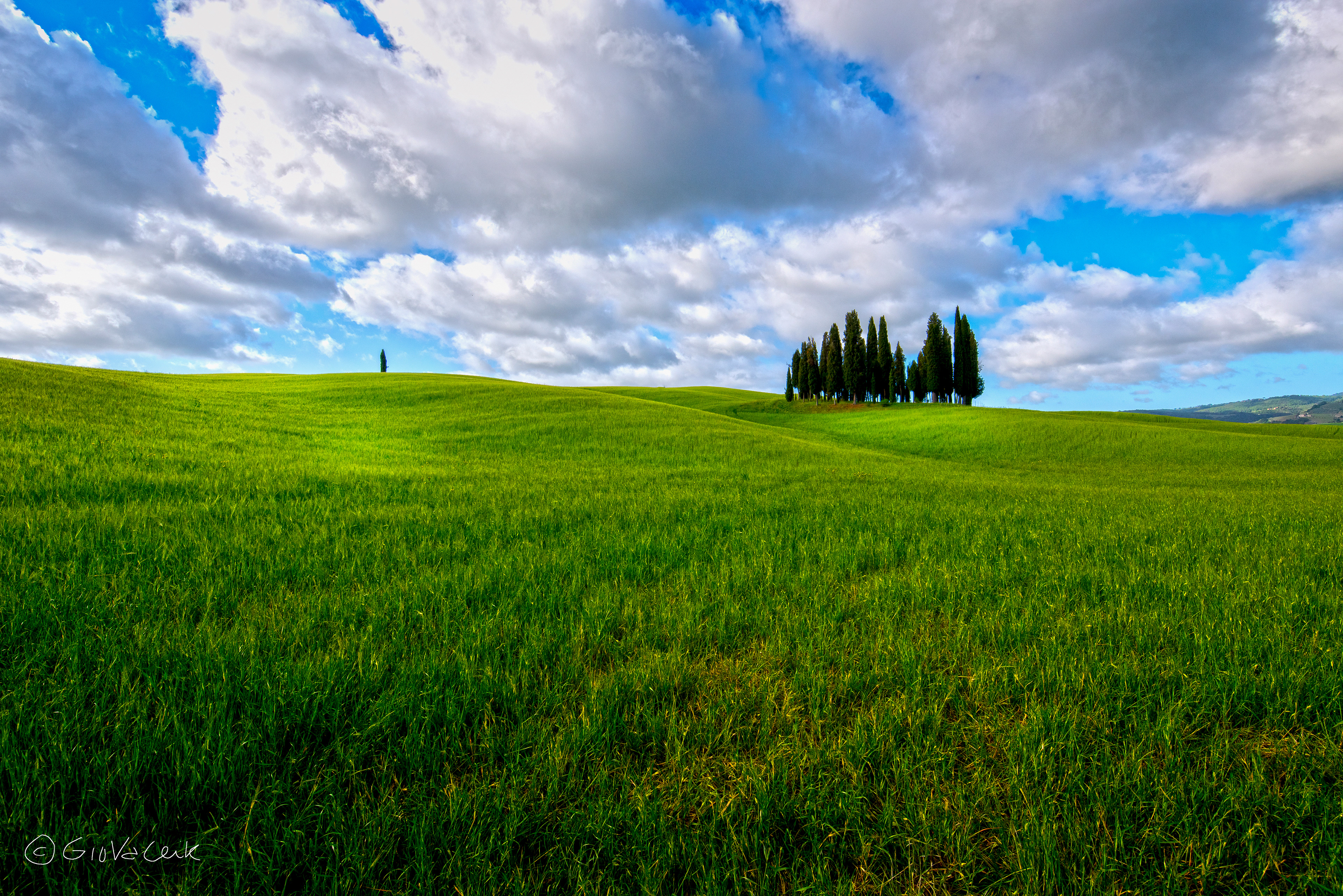 Cypresses in the Tuscan countryside