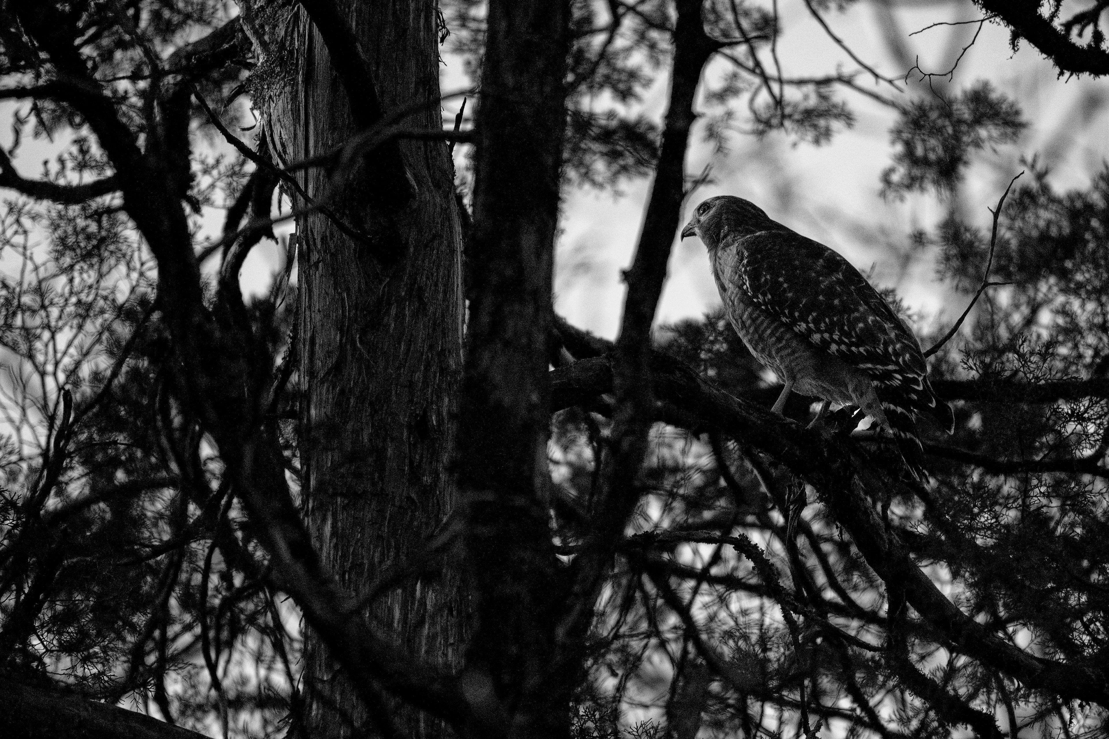Longing for that day it’s easier, before the shadows smother.