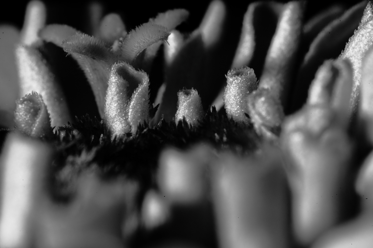 She never said anything. She just started growing flowers. 