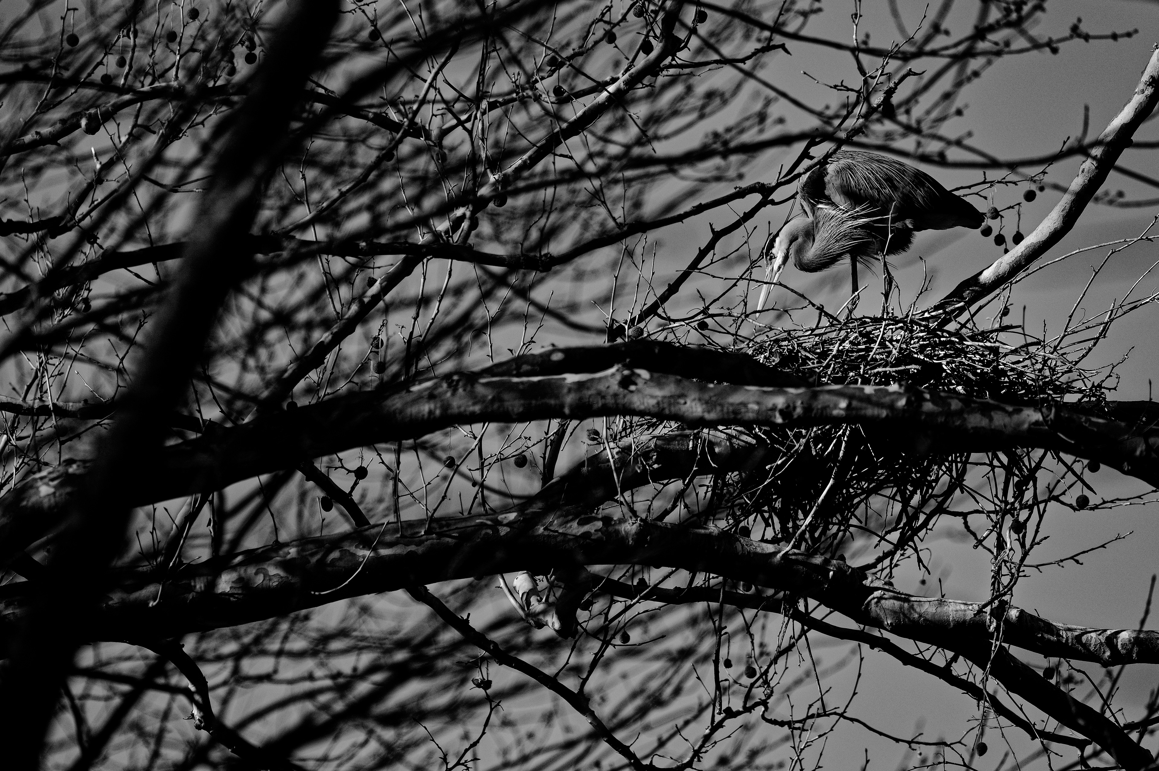 Showing up to tend the silence. A nest of what if’s.