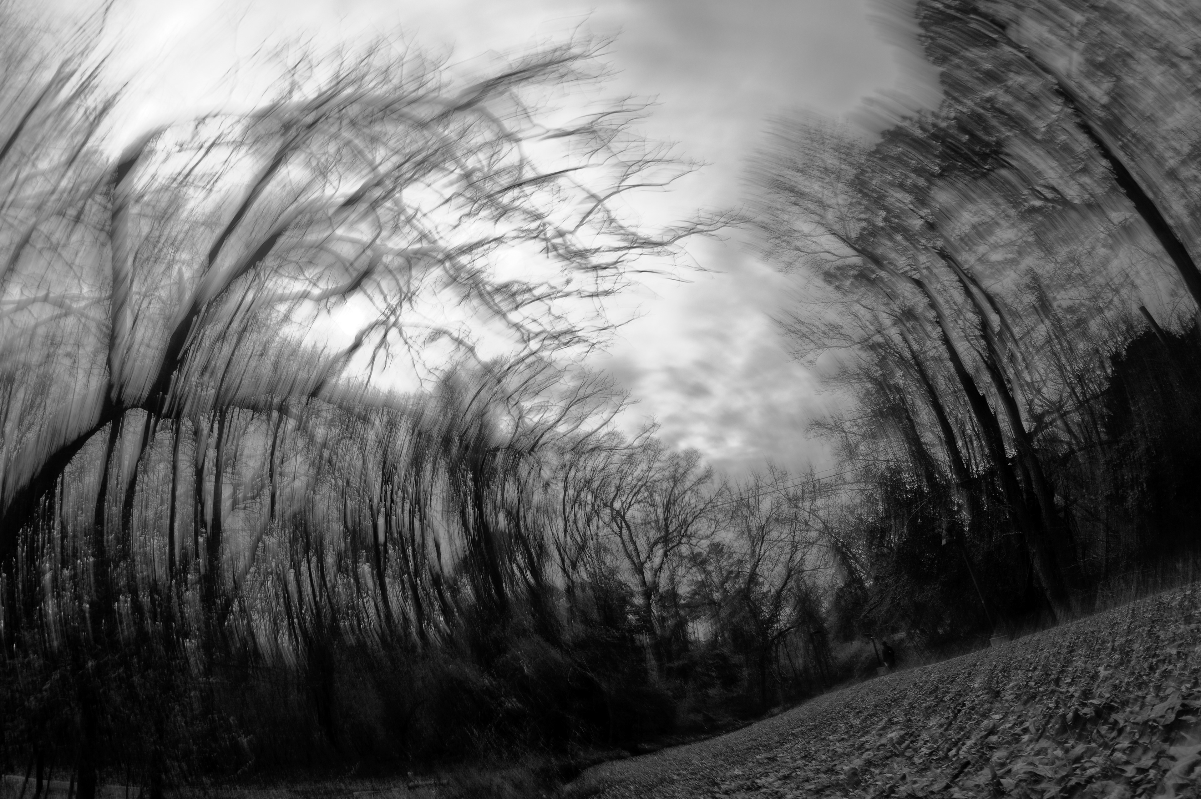 A rupture in the woods, where peace should only move the trees. But this place has torn open, slipping between what is and what should have been.
