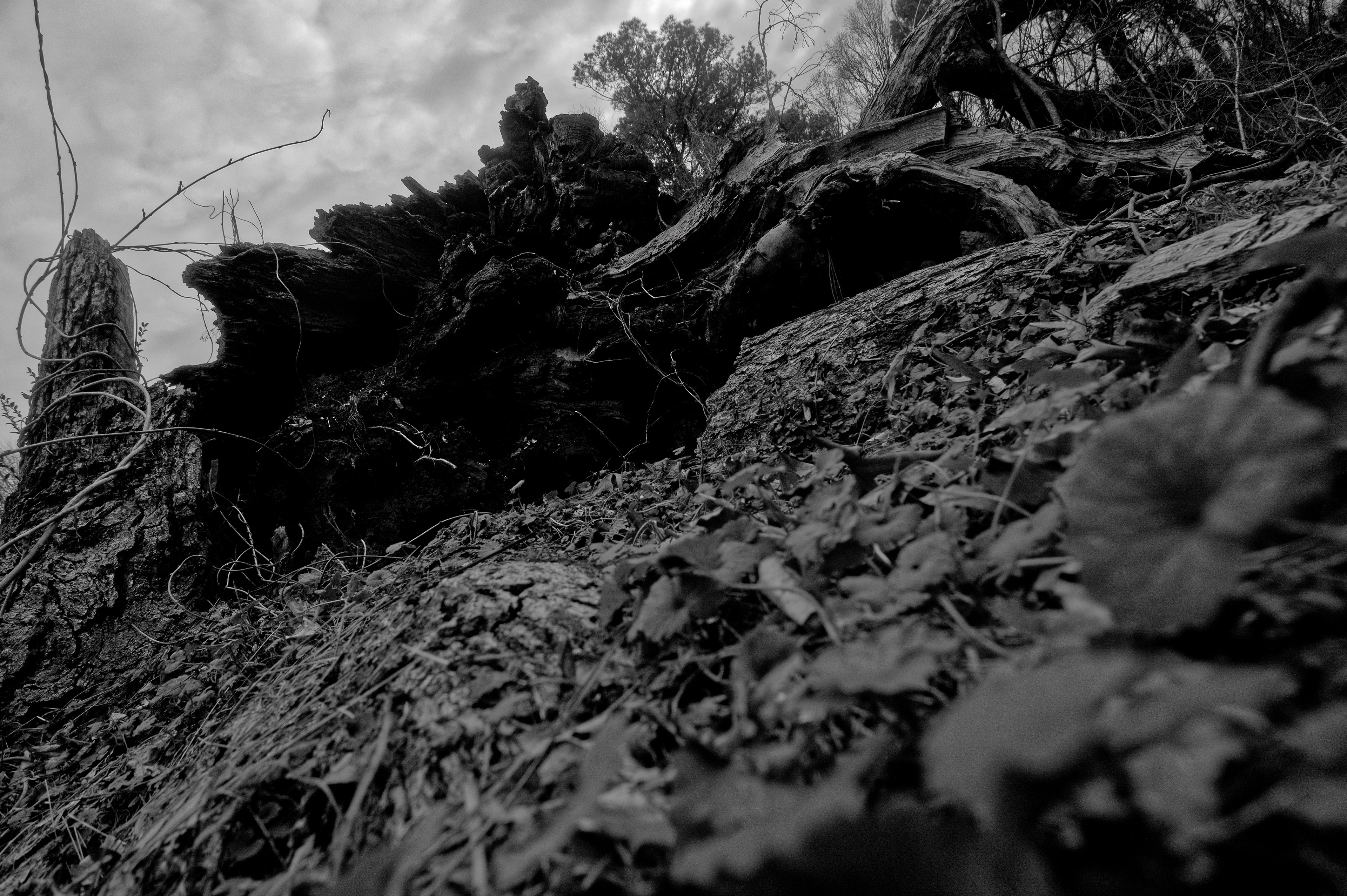 Old violence—wounds settled into the earth, waiting to be reclaimed. If we stay still too long, we are claimed too. The scars remain, waiting to split open again.