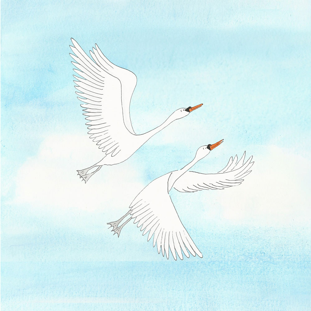 Swans, from The Dreaming Lark and the Vigilant Barn Owl