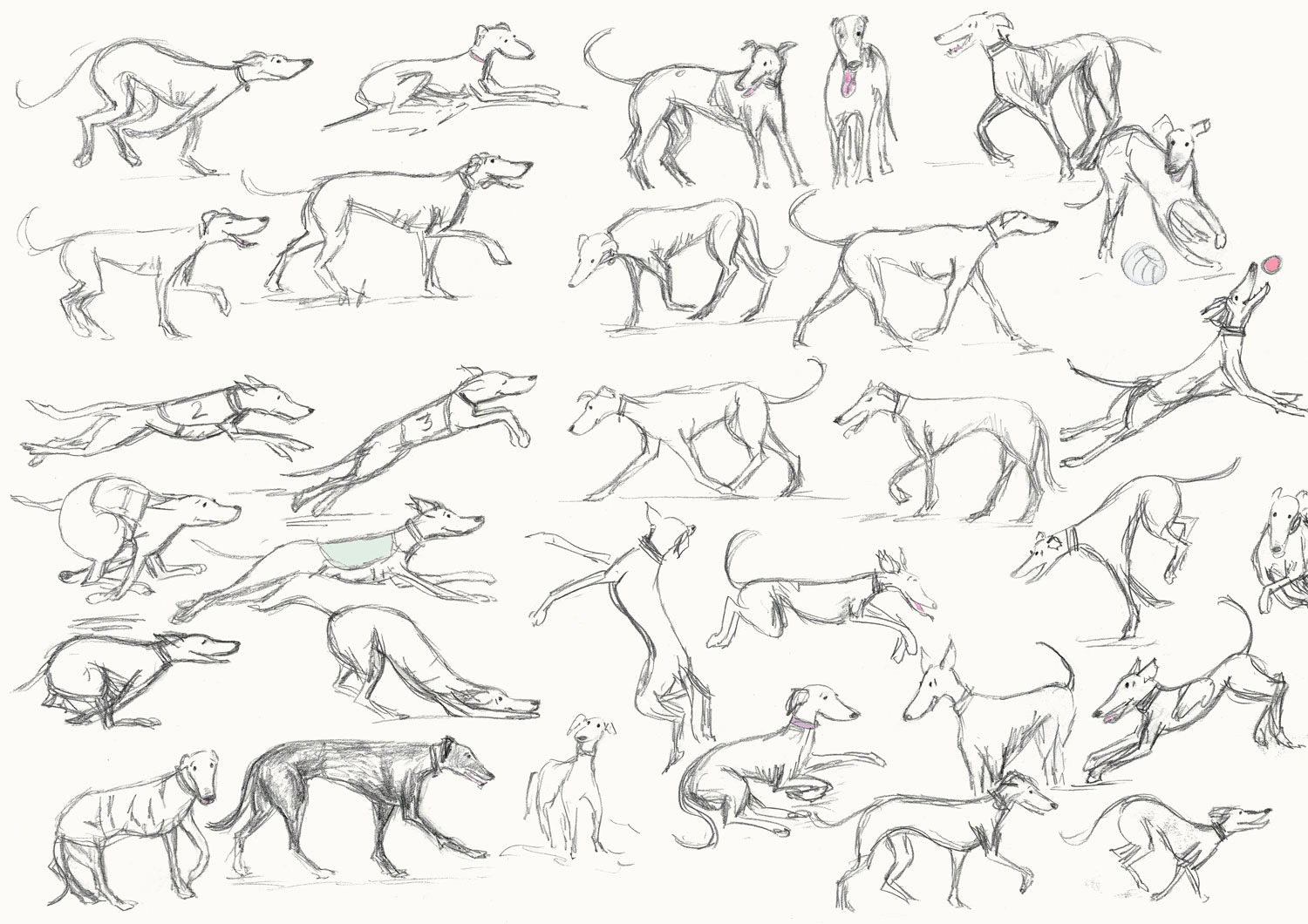 Greyhound sketches