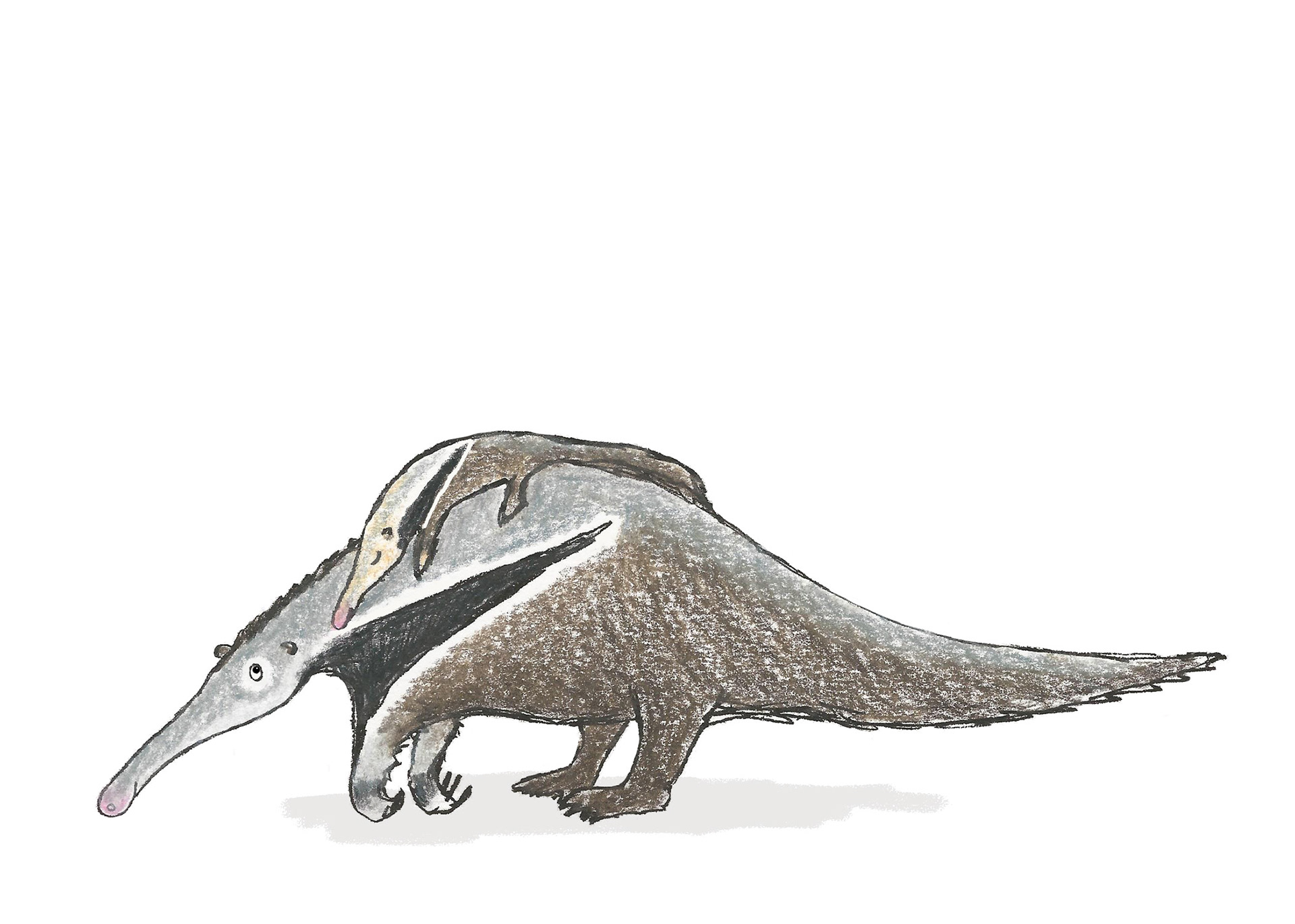 Anteater and baby