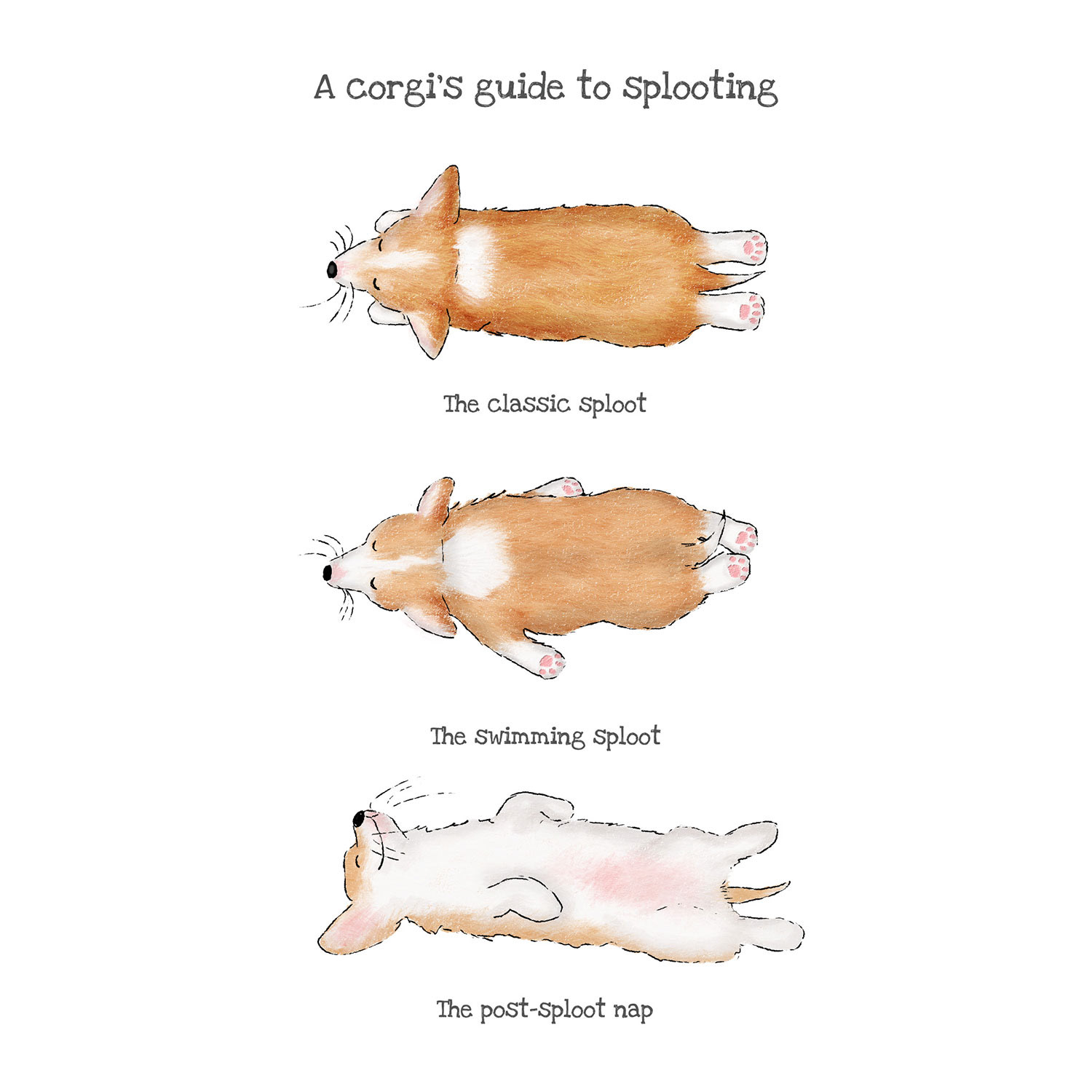 A corgi's guide to splooting