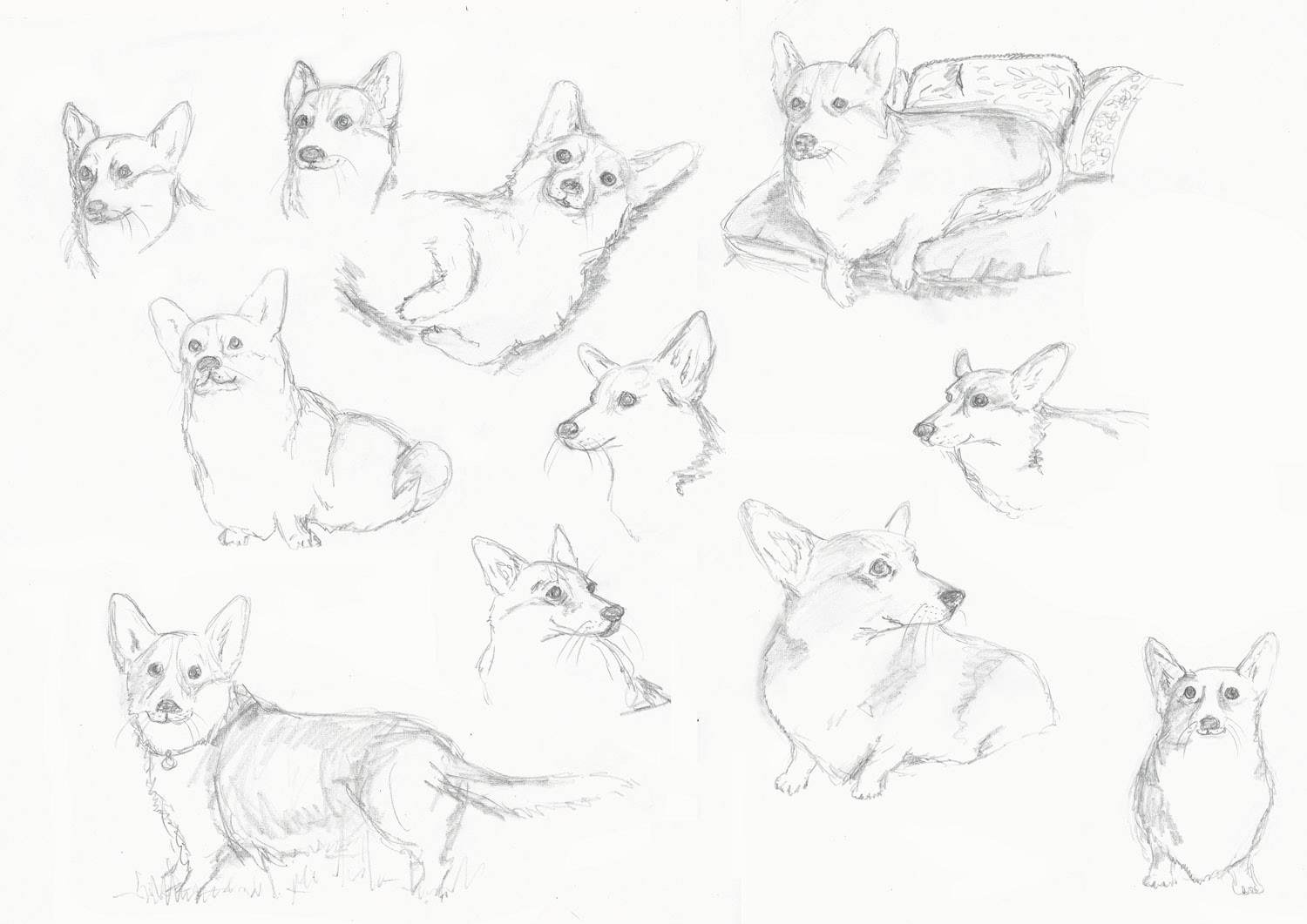 Corgi sketches