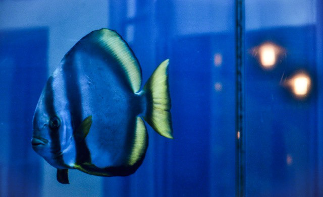 Acquario Monaco di Baveria n23
