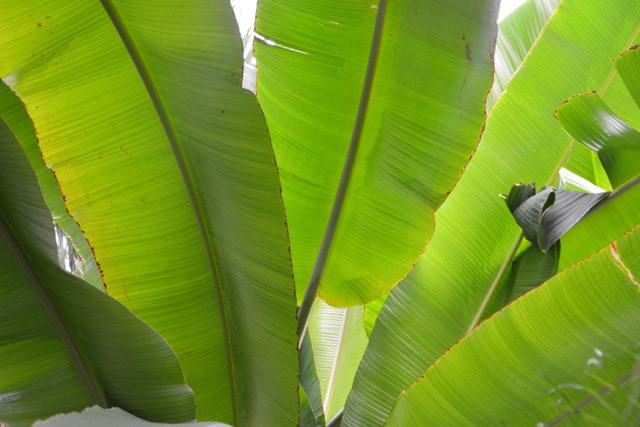 Orto botanico Parigi n22