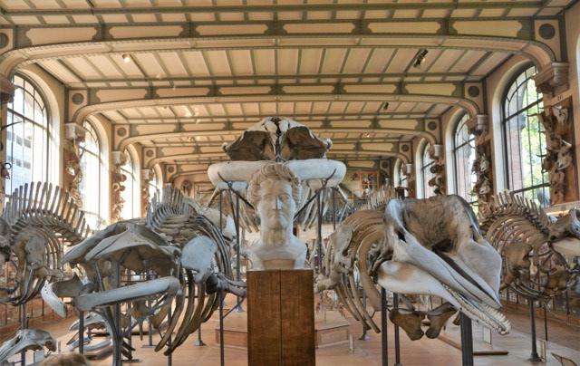 Museo Storia Naturale Parigi a11