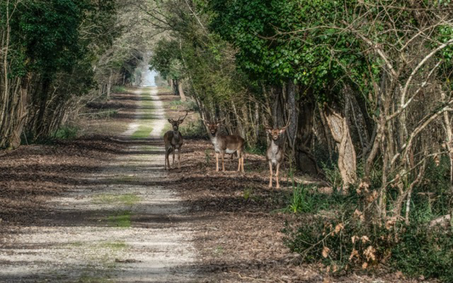 Parco Nazionale Circeo n6