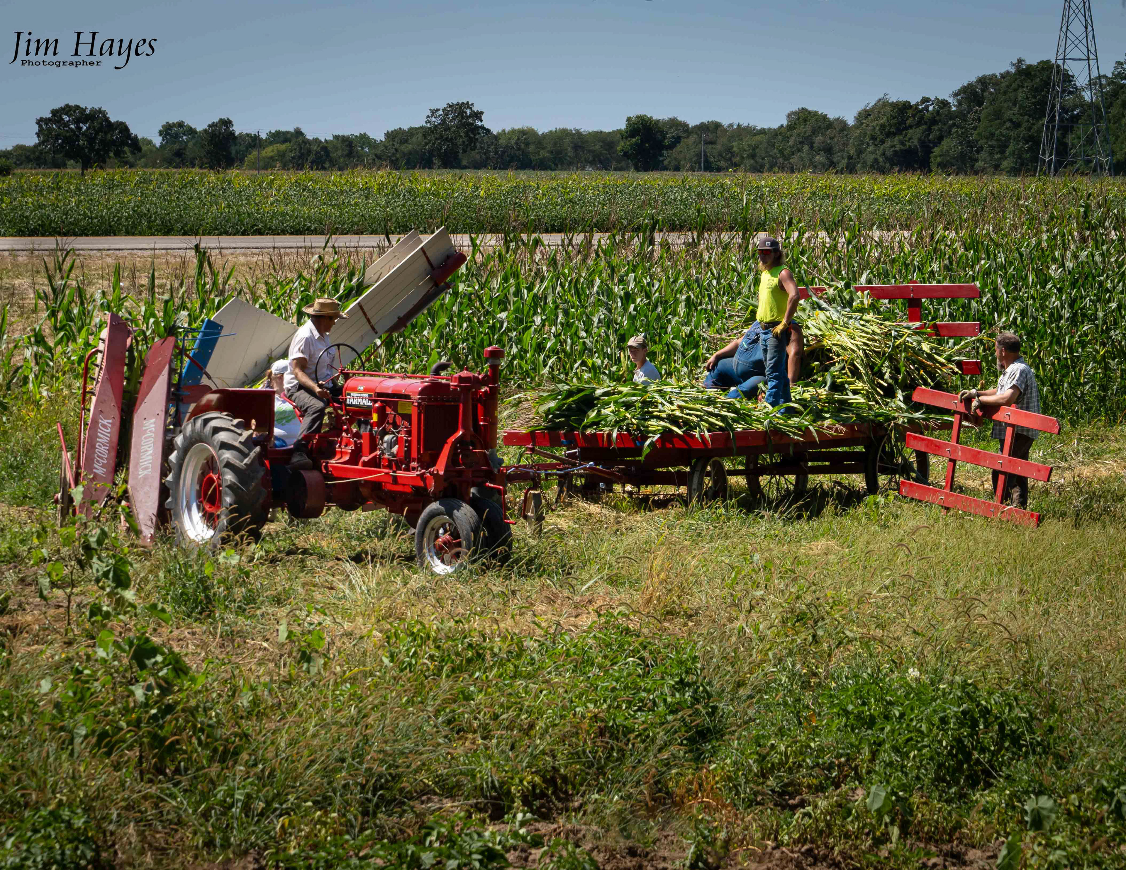 Corn harvest