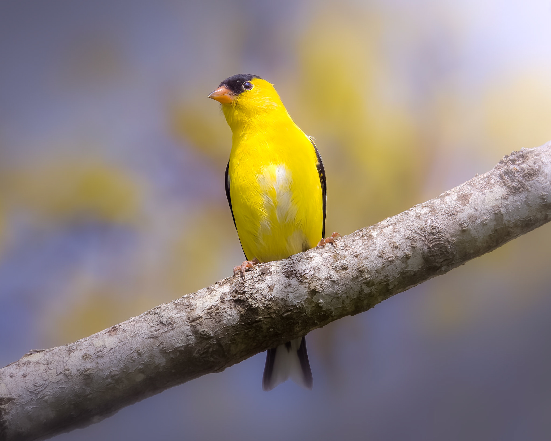 Goldfinch