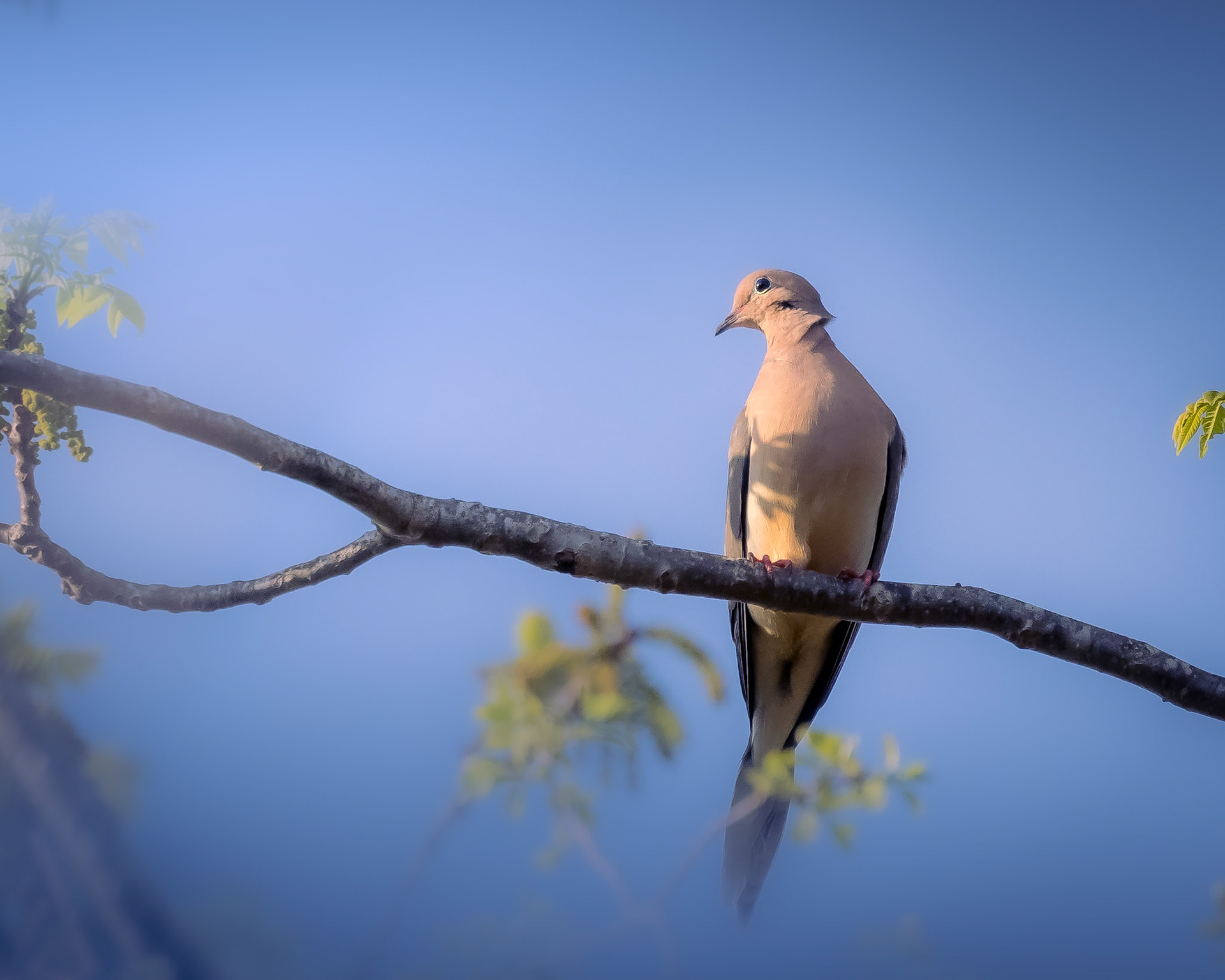Mourning Dove