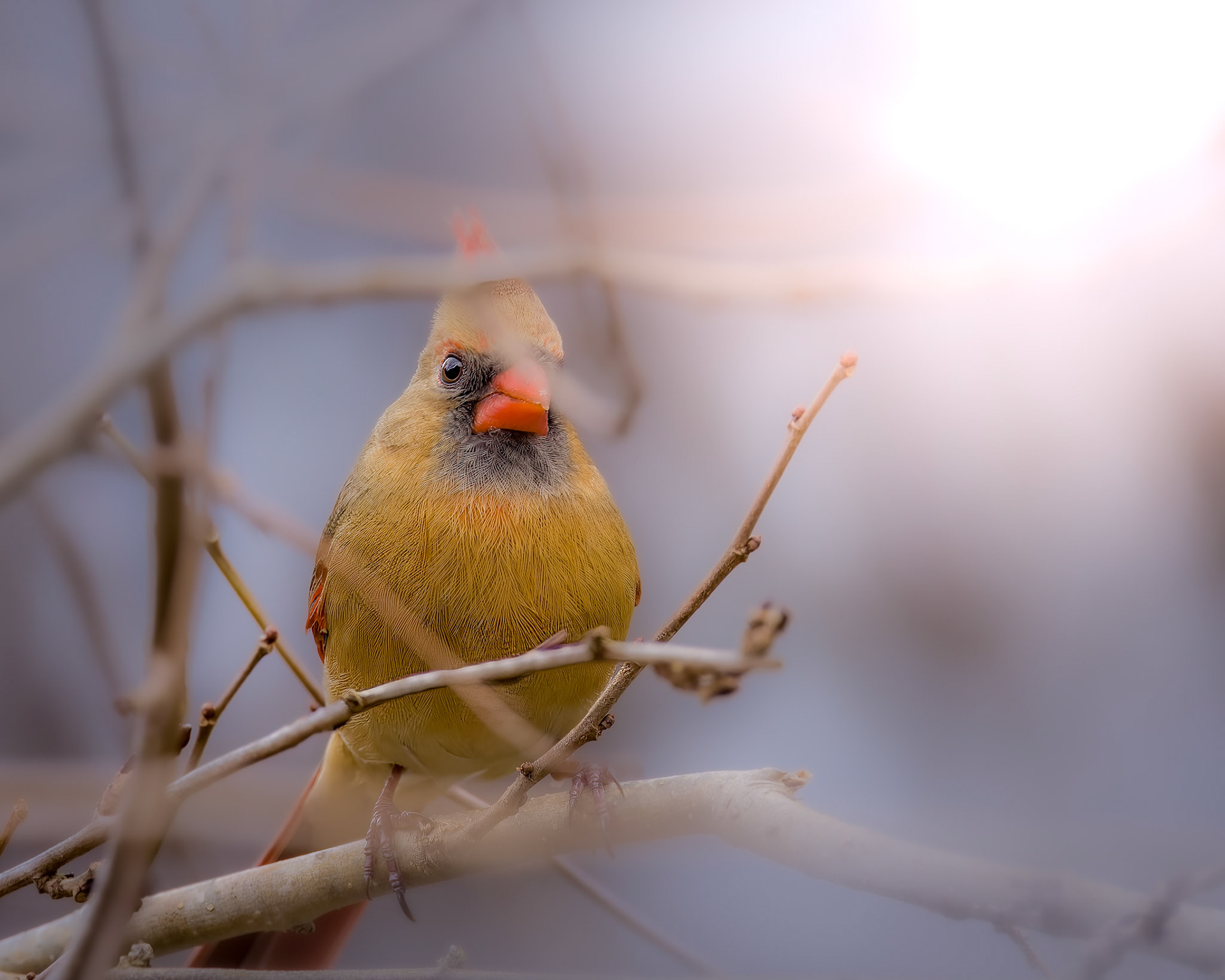 Northern Cardinal (Female)