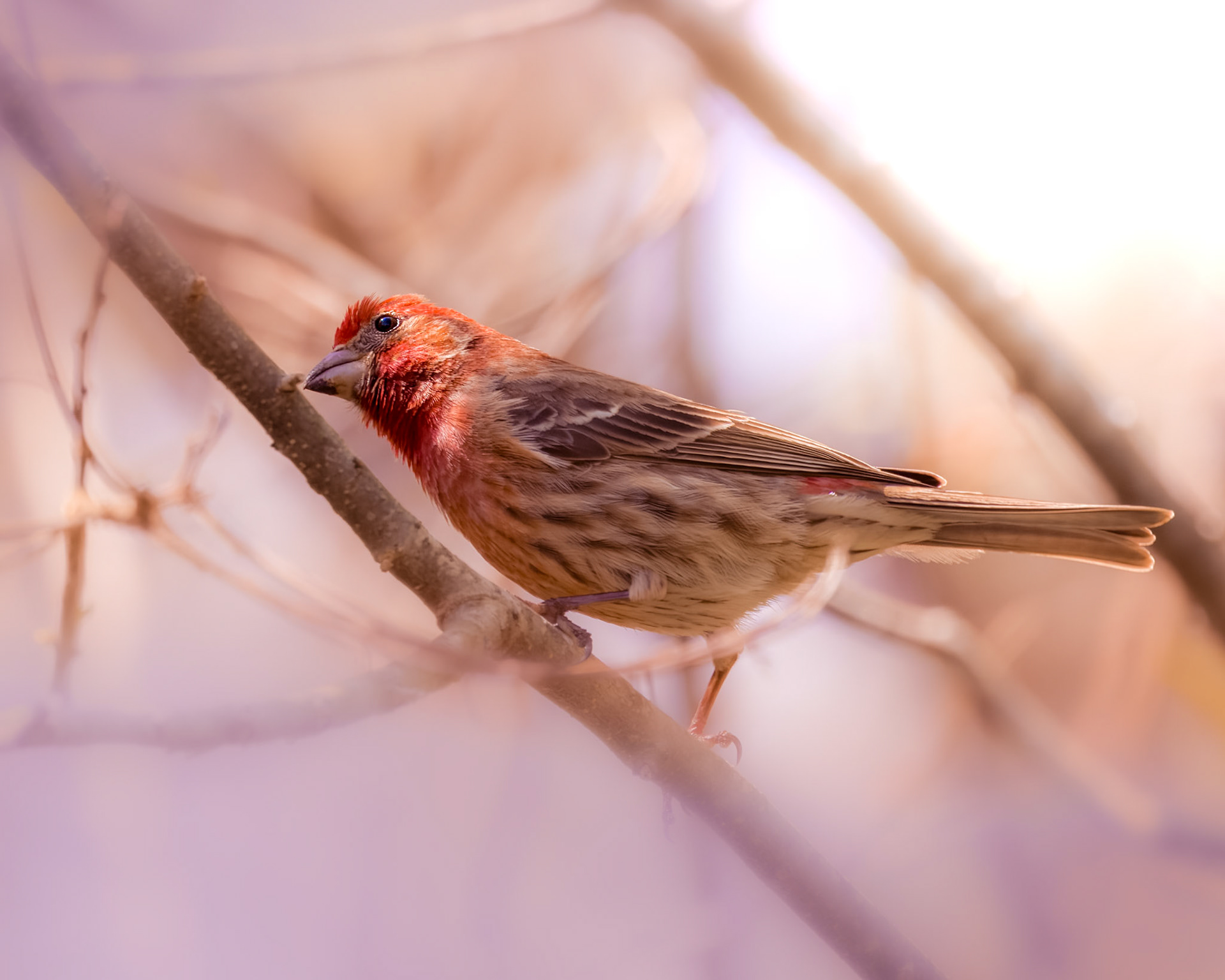 House Finch