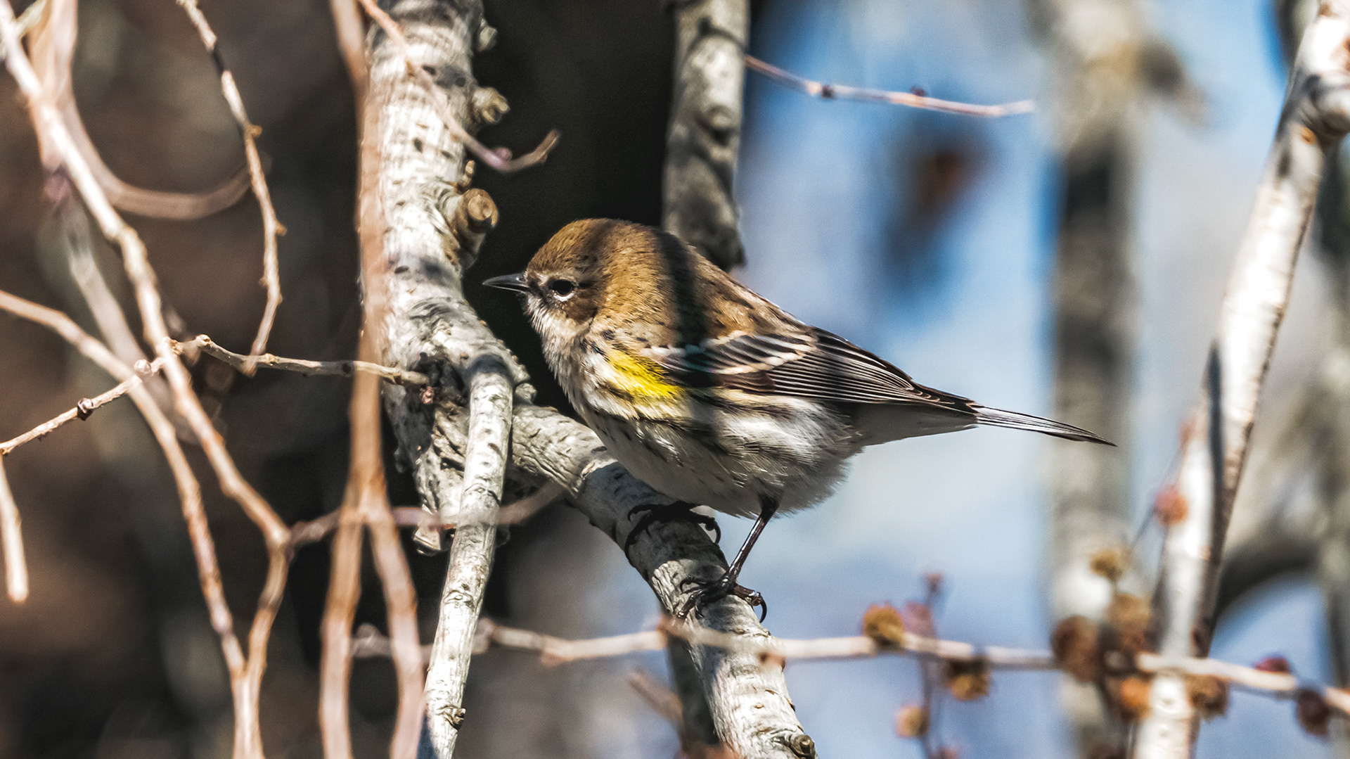 myrtle warbler