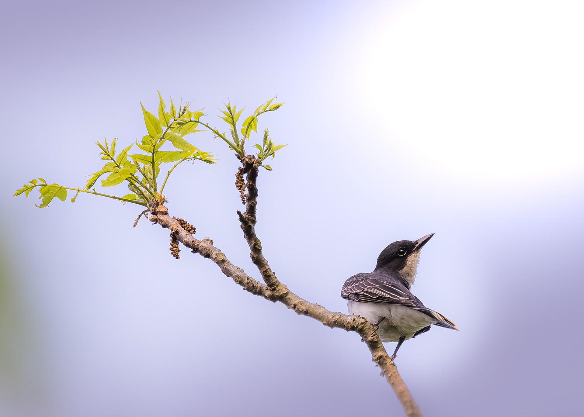 Eastern Kingbird