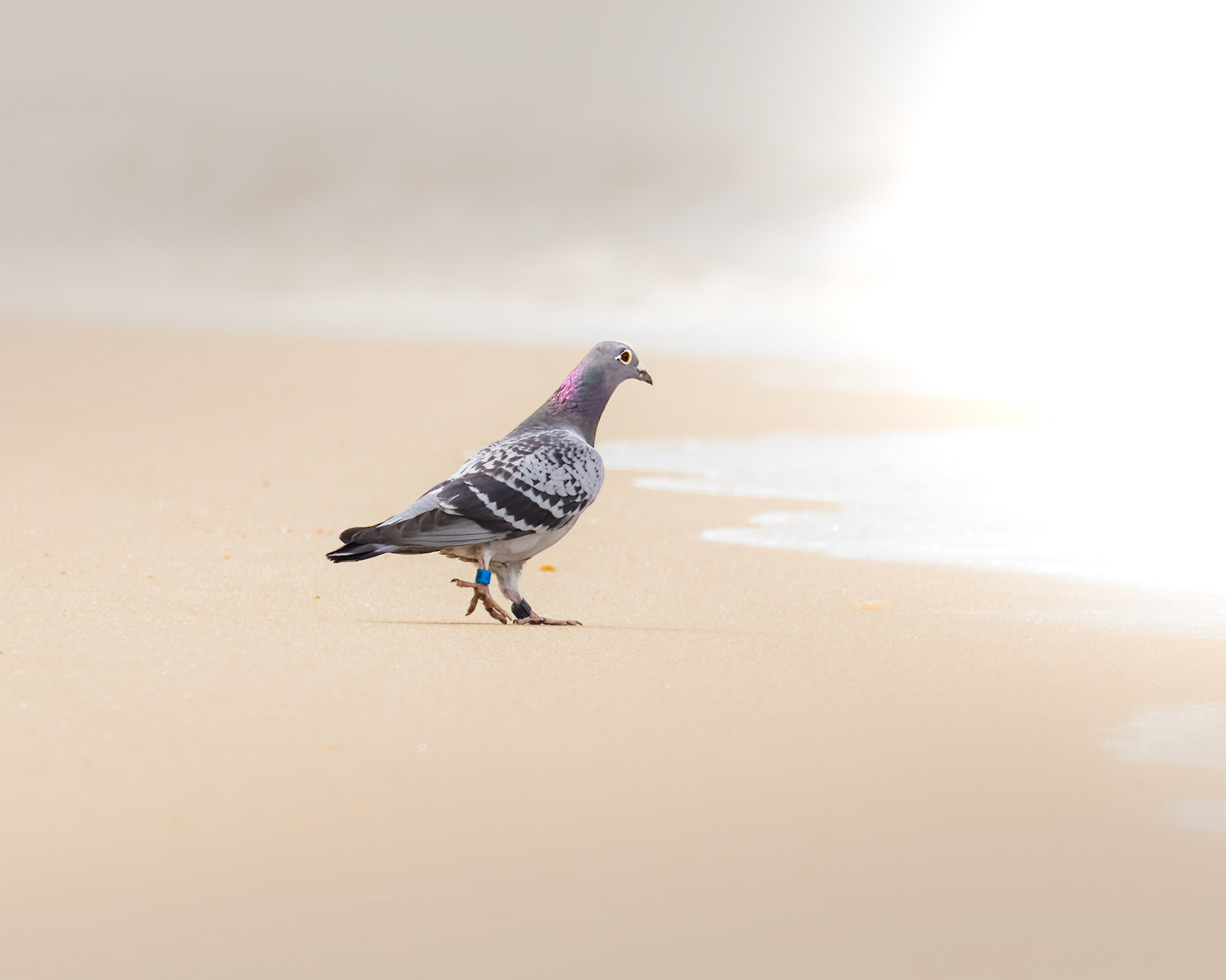 Rock Pigeon