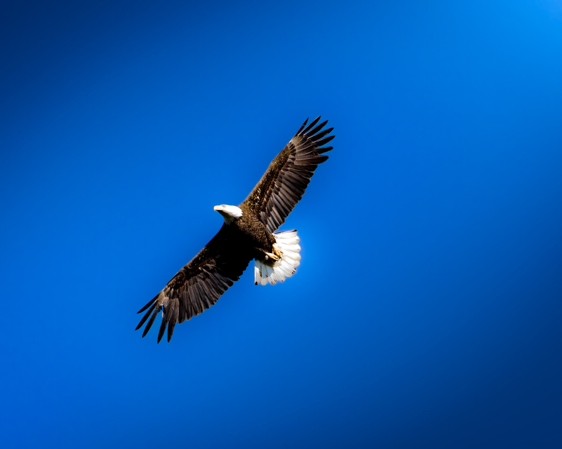 Bald Eagle