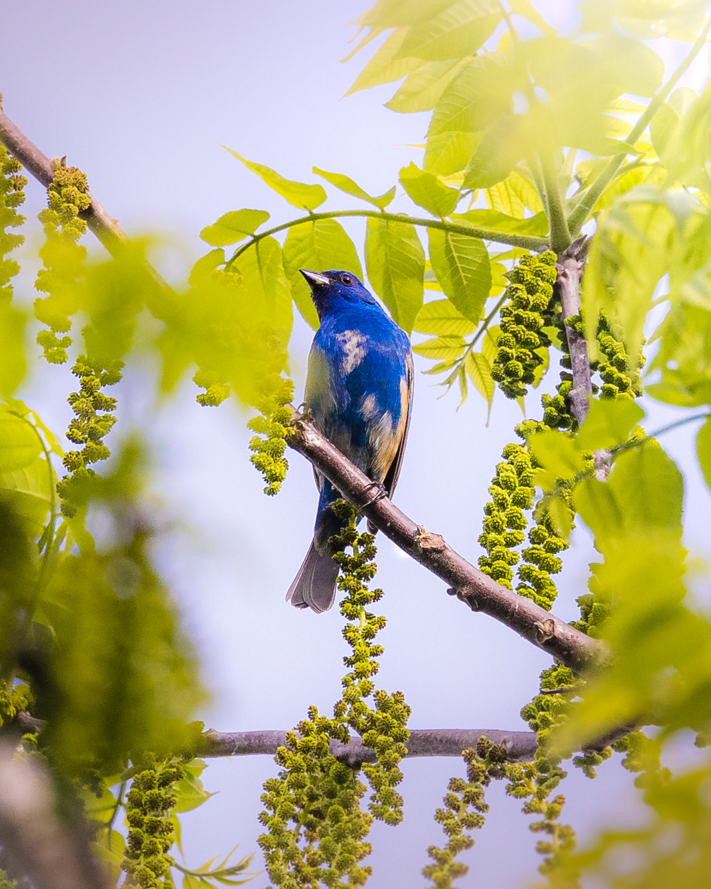 Indigo Bunting