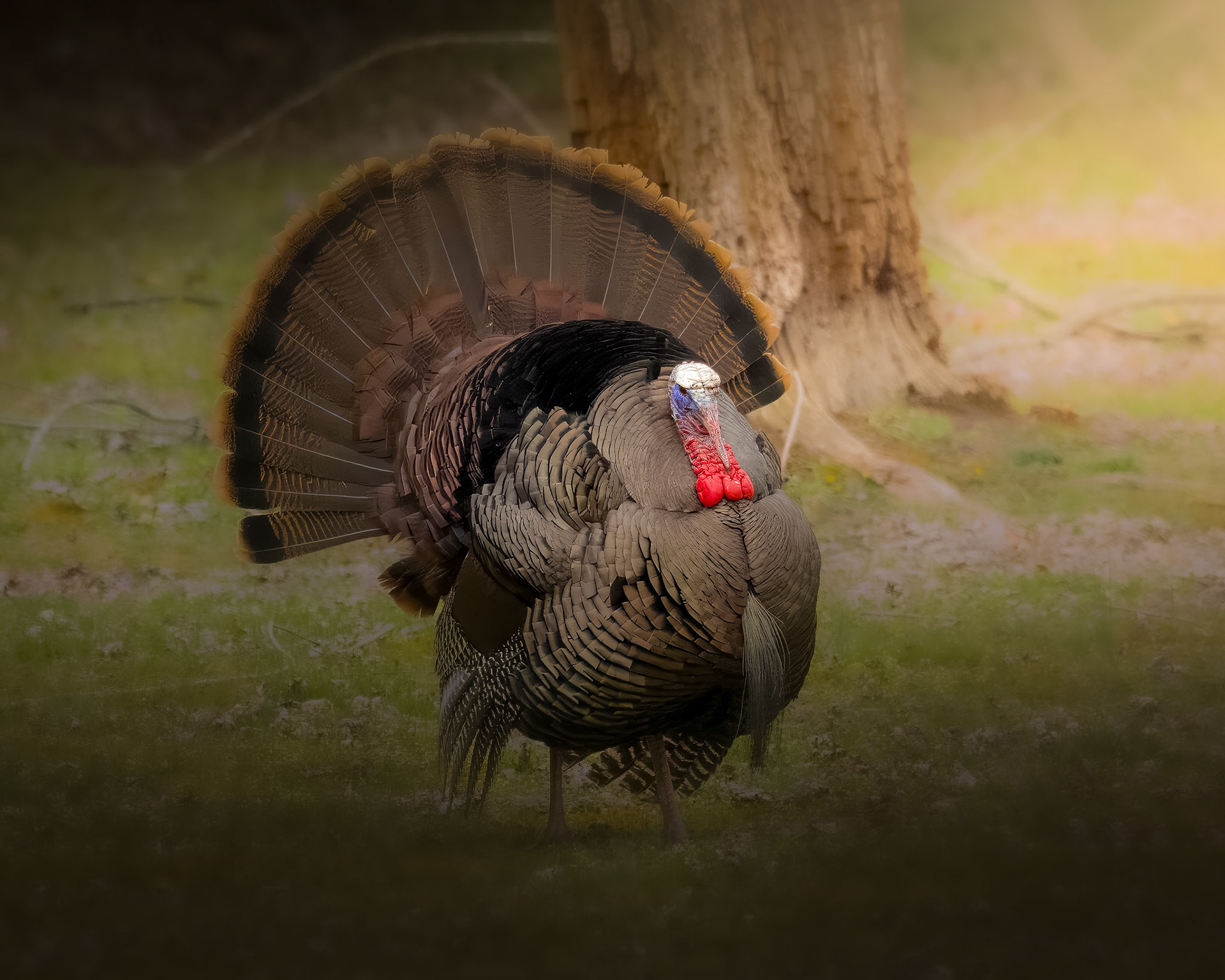 Turkey